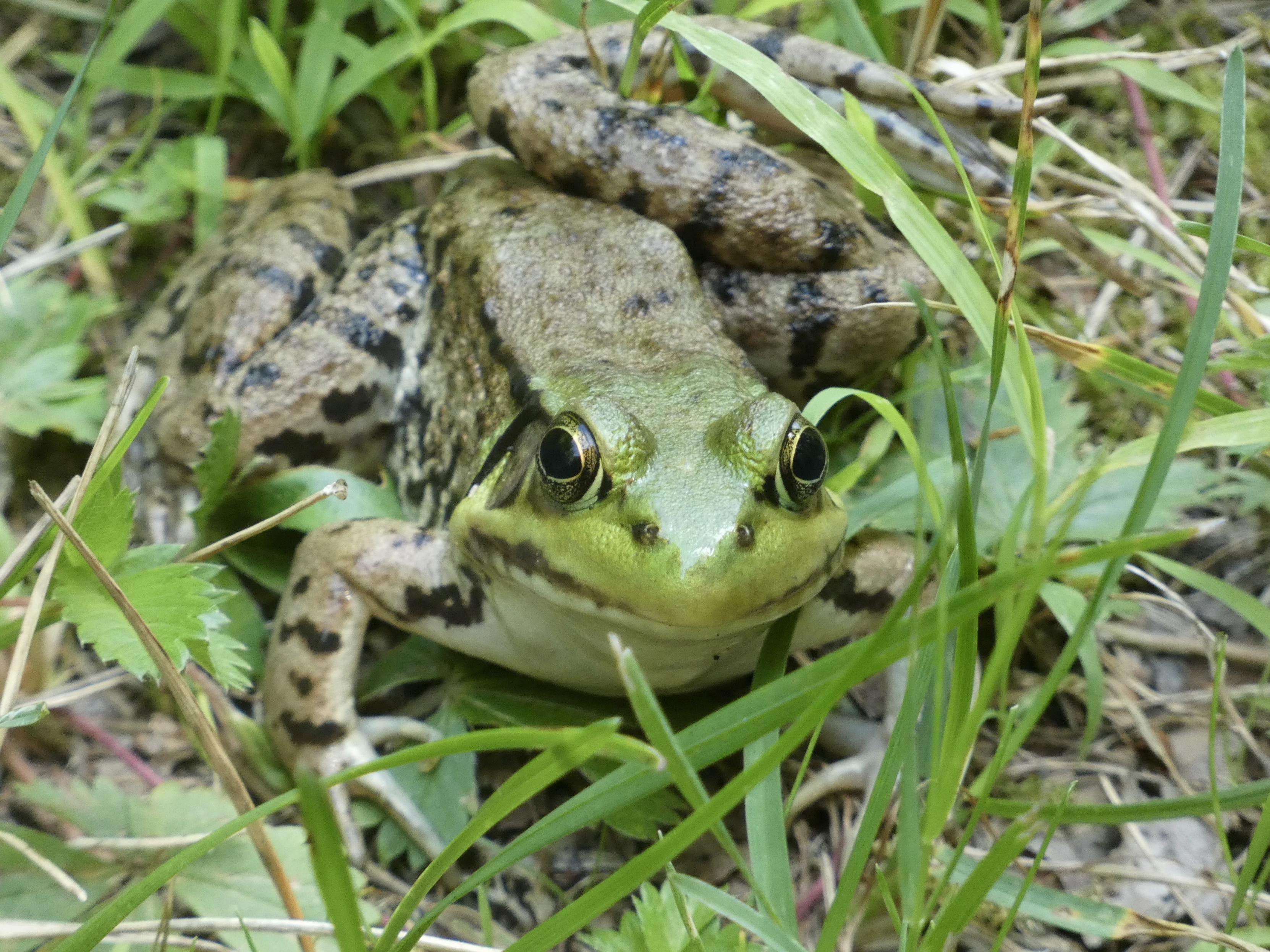 A frog with neon green head and splotchy tan/grey body is in the grass looking in the direction of camera. It is about 3 inches in size and has irregular black markings on legs. Its eyes resemble black footballs with yellowish lids.