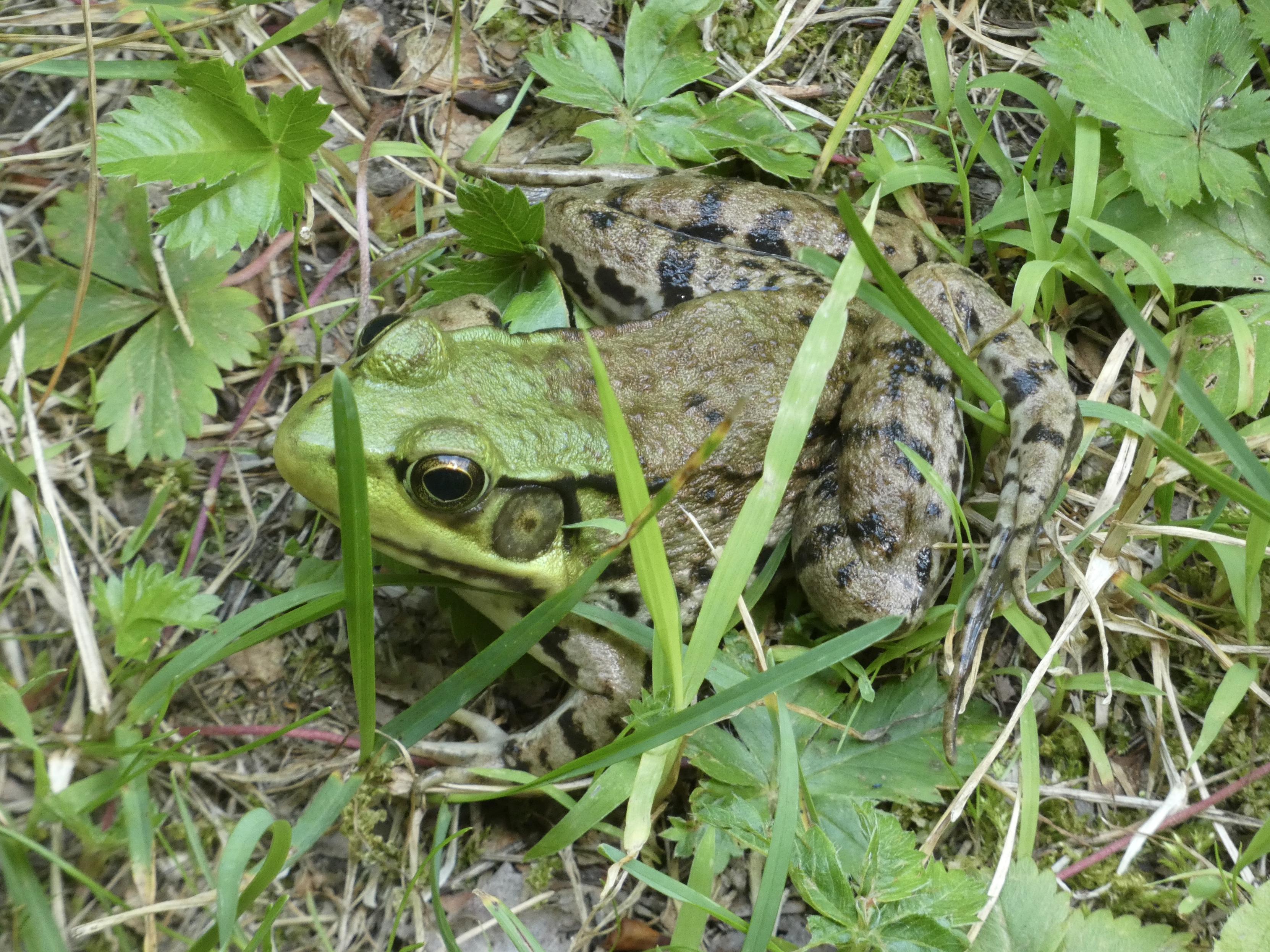 The same frog in the first photo, this time turned 90° and facing in profile to the left. You can see a clear demarcation between the green and murky tan/grey at the base of its head. A blackish ridge extends from the eye backward across its body, a helpful identifier.