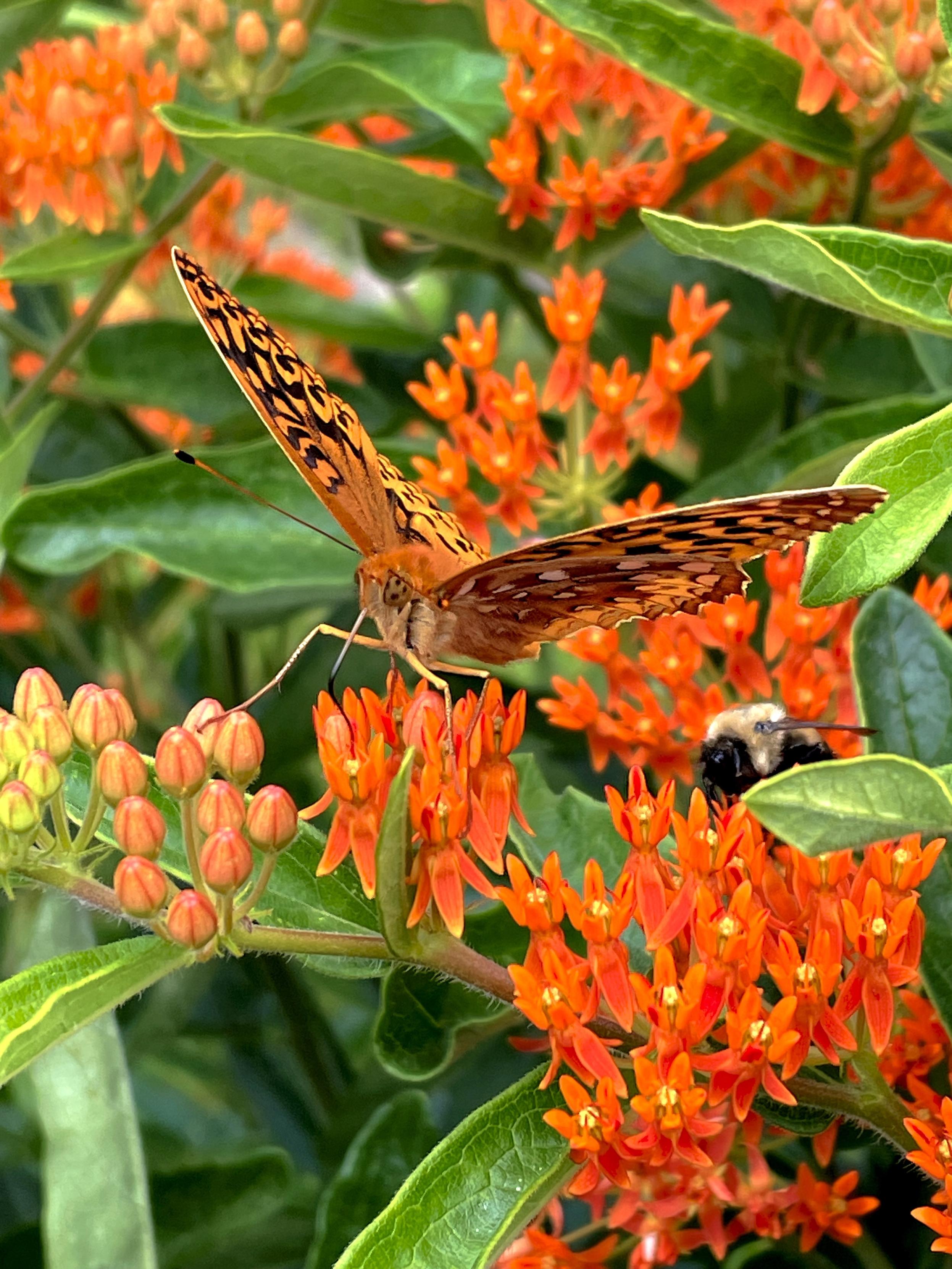 A Great Spangled Fritillary butterfly with orange and brown patterned wings rests on bright orange Butterfly Weed flowers, alongside a bumblebee among lush green leaves.