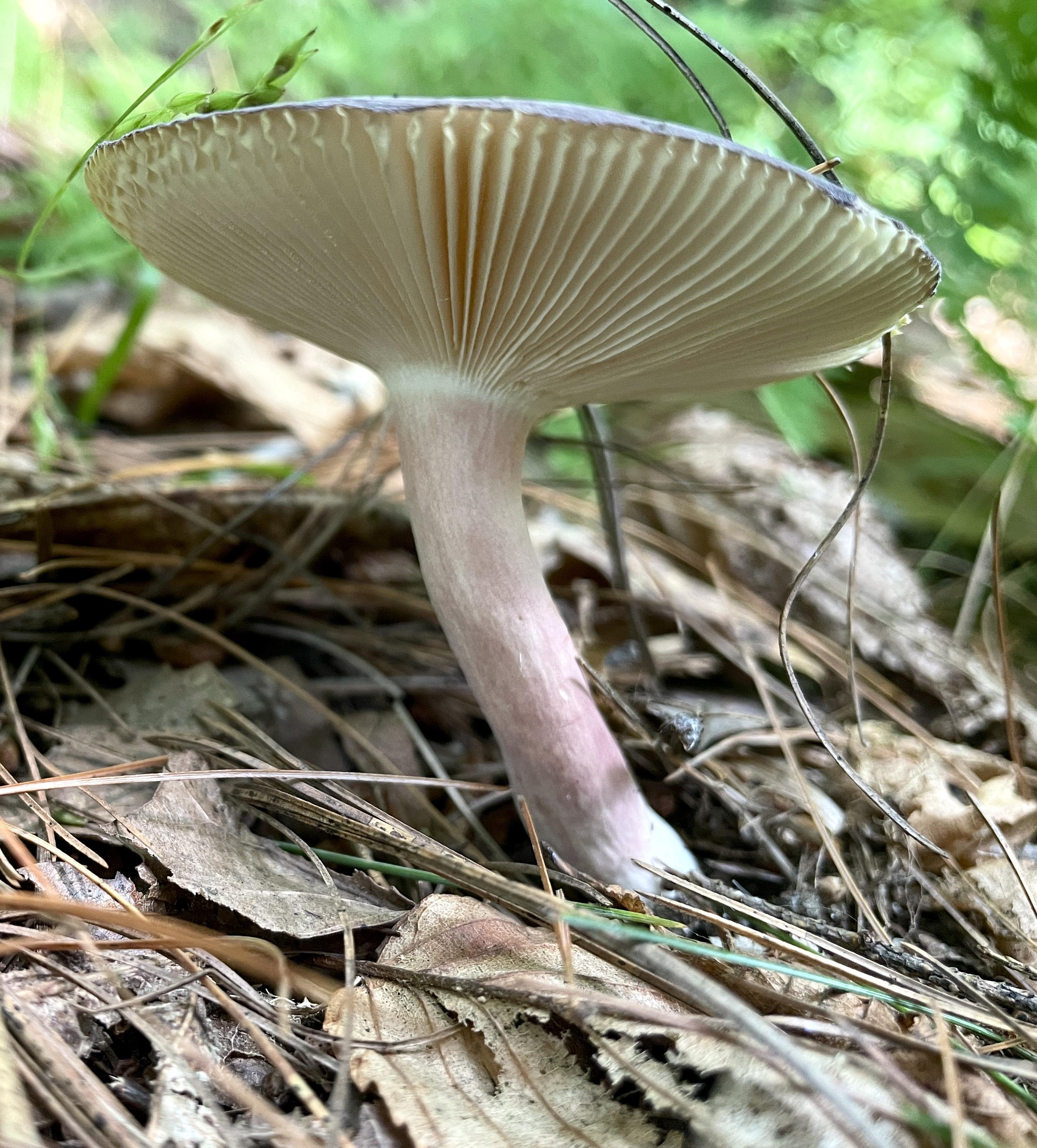 Same mushroom with a look underneath at the whiteish gills radiating from the stem. They are evenly spaced and end abruptly when they touch the color of the cap. The stem is chalk like, white at the top and bottom but a blush of red and purple in the middle.