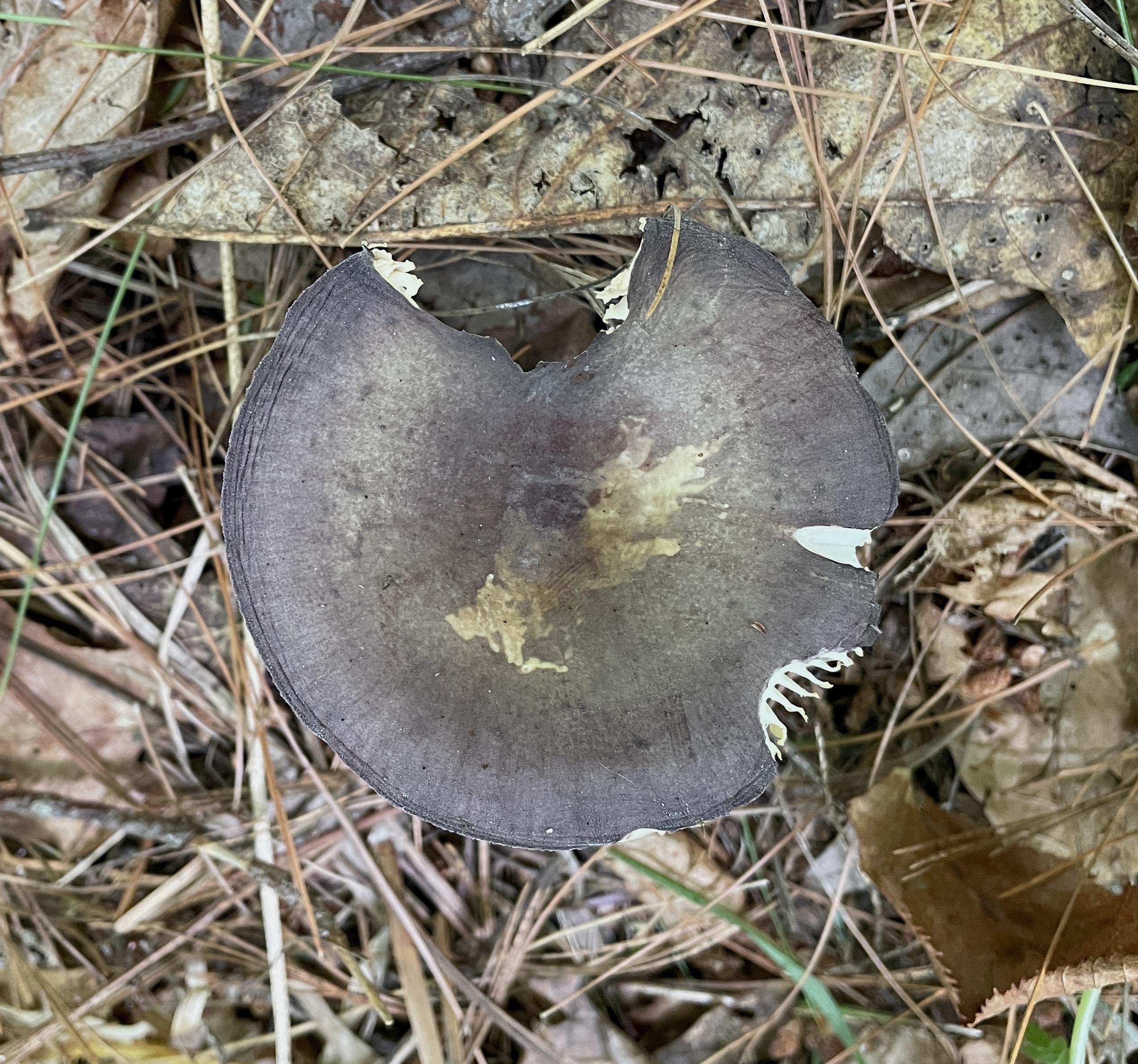 Looking straight down at the cap of the mushroom. People stretched across the entire cap except where something has taken a bite out of it. In one of the bite marks you can see the white gills exposed below.