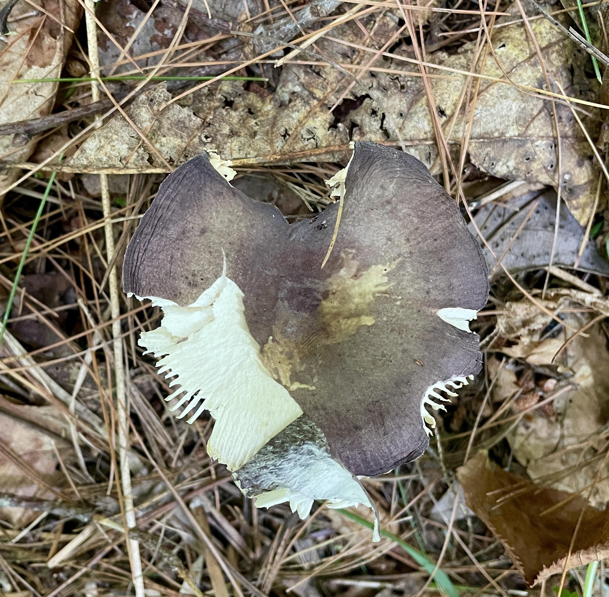 The same view as picture 3 except I’ve carefully peeled away the color, like a skin, from the cap, exposing much more of the white flesh. You can see the tattered skin still connected.