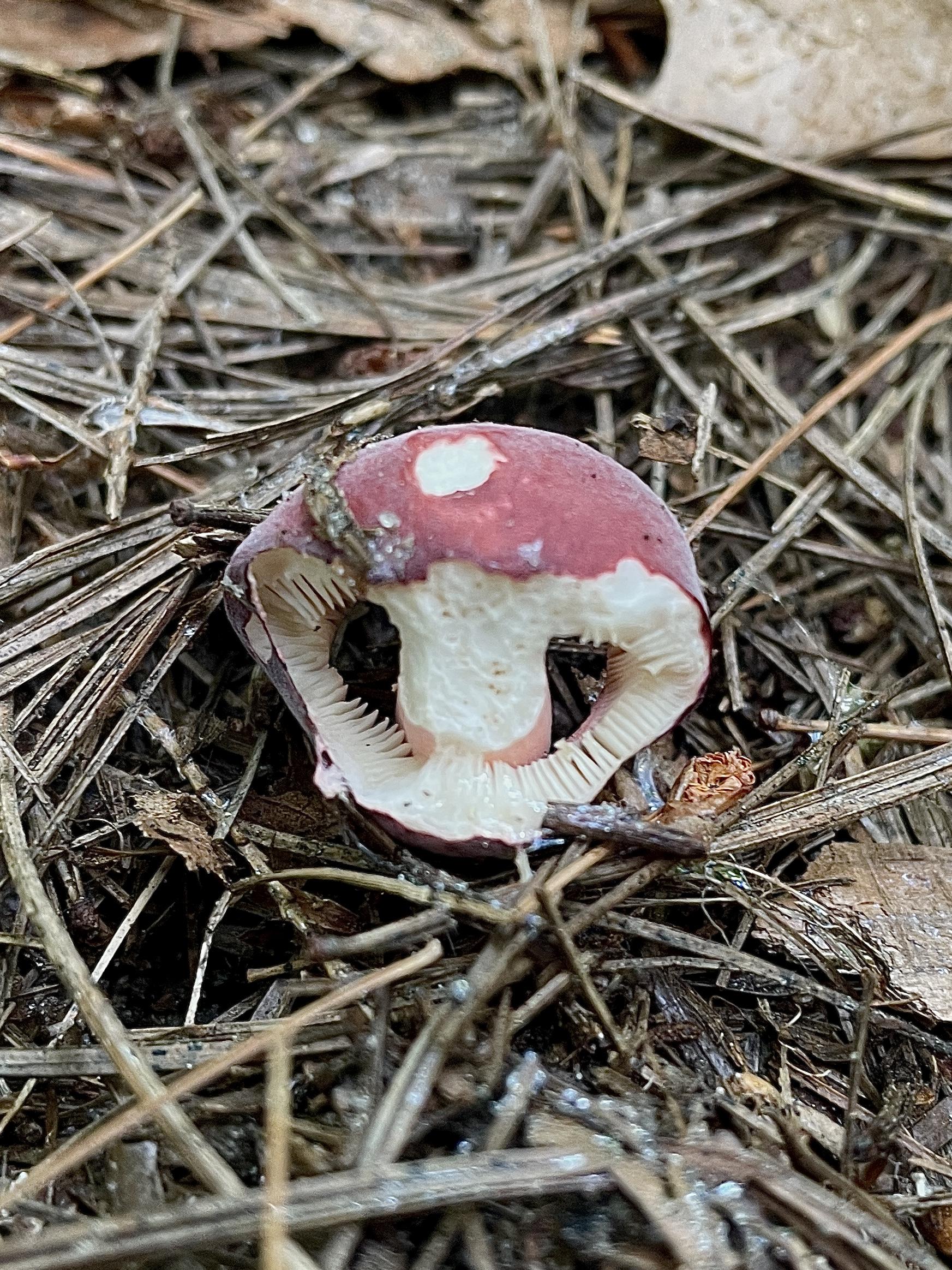 The same mushroom as in the first photo. This was taken 2 days later. The cap has brightened a bit. Something has taken a small bite out of the top of the cap exposing the white flesh. In addition, most of the front of the mushroom has been eaten, exposing the white gills and part of the stem. The eaten section looks like the mouth of a many toothed shark. There are slug trails on the mushroom and nearby soil.