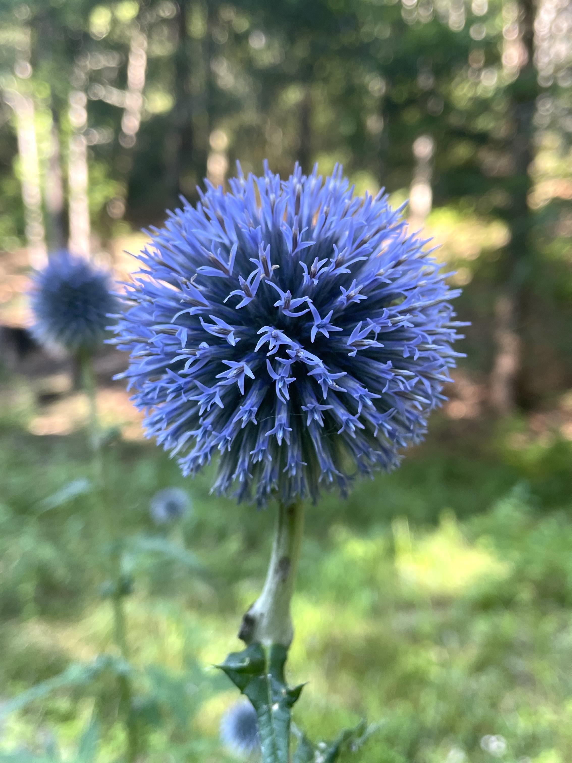 Closeup of a Globe Thistle bloom, each “spike” with a 5 petaled squiggly arms that form a tubular flower. The flower head is steel blue on the tips but appears darker blue toward the middle of the globe.
