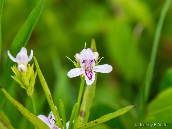 A bilaterally symmetrical pale lavender flower with red-purple markings on its central labellum, photographed amidst linear green leaves