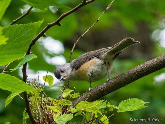 A gray and white tit with buffy flanks and a little bit of a triangular crest visible, perched on a branch but leaning around acrobatically to look over its shoulder at the photographer