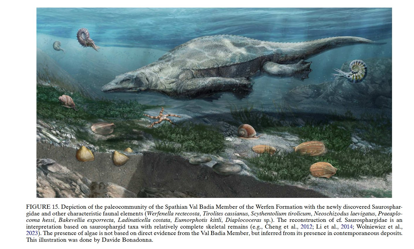 Depiction of the paleocommunity of the Spathian Val Badia Member of the Werfen Formation with the newly discovered Saurosphar-gidae and other characteristic faunal elements (Werfenella rectecosta, Tirolites cassianus, Scythentolium tirolicum, Neoschizodus laevigatus, Praeaplo-coma hessi, Bakevellia exporrecta, Ladinaticella costata, Eumorphotis kittli, Diaplococeras sp.).