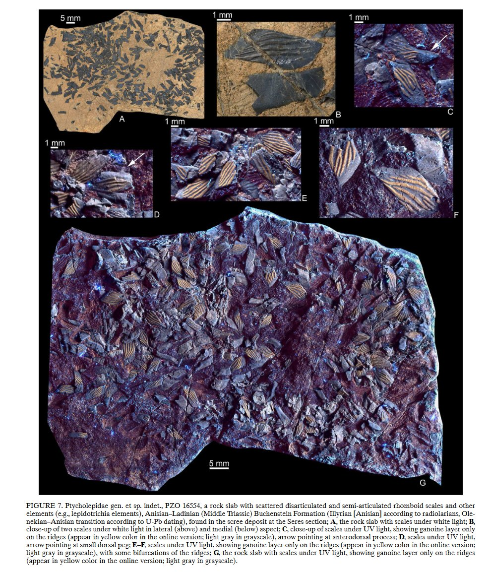 tycholepidae gen. et sp. indet., PZO 16554, a rock slab with scattered disarticulated and semi-articulated rhomboid scales and otherelements (e.g., lepidotrichia elements), Anisian–Ladinian (Middle Triassic) Buchenstein Formation (Illyrian [Anisian] according to radiolarians, Ole-nekian–Anisian transition according to U-Pb dating), found in the scree deposit at the Seres section;
