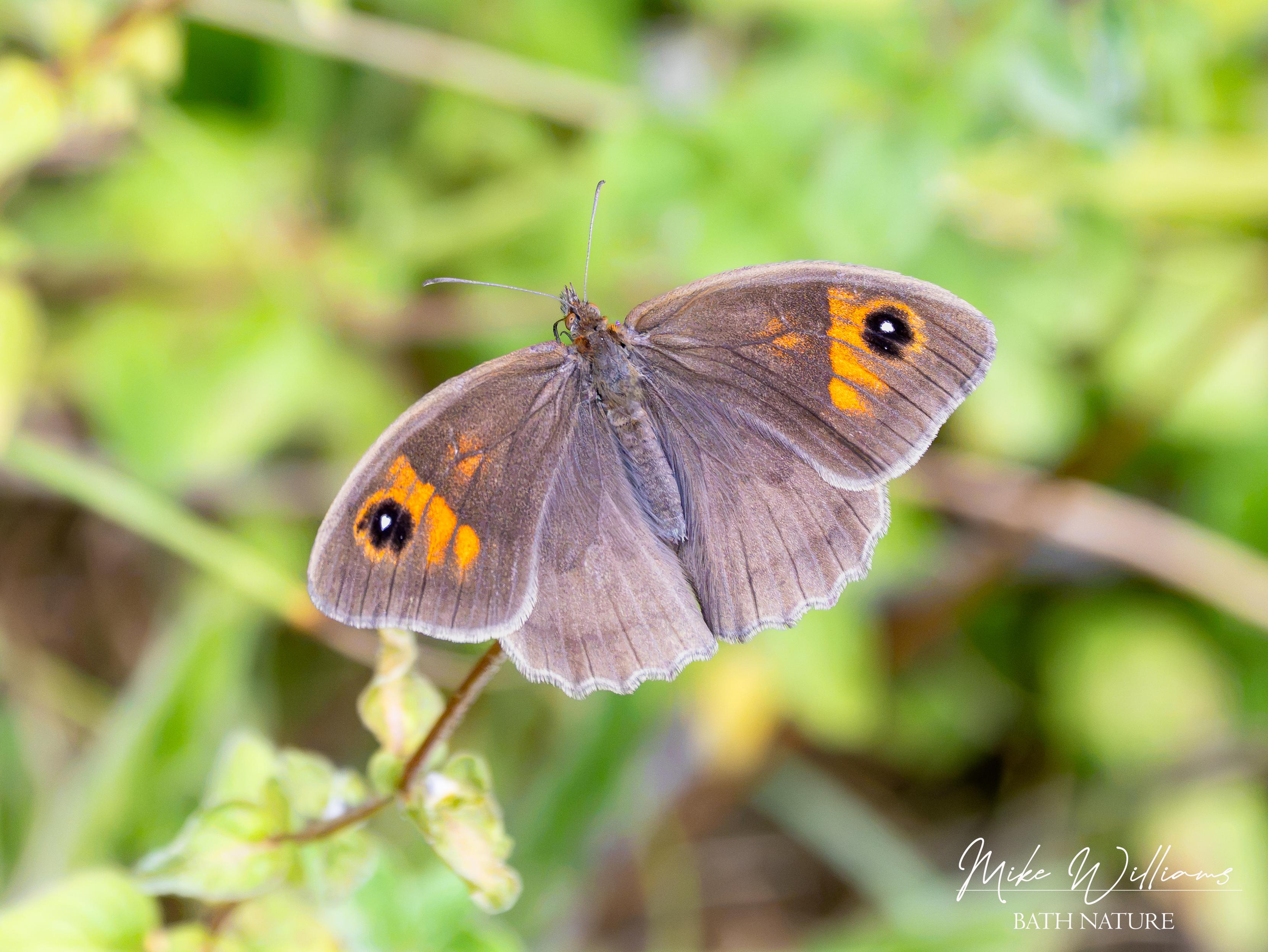 Meadow Brown