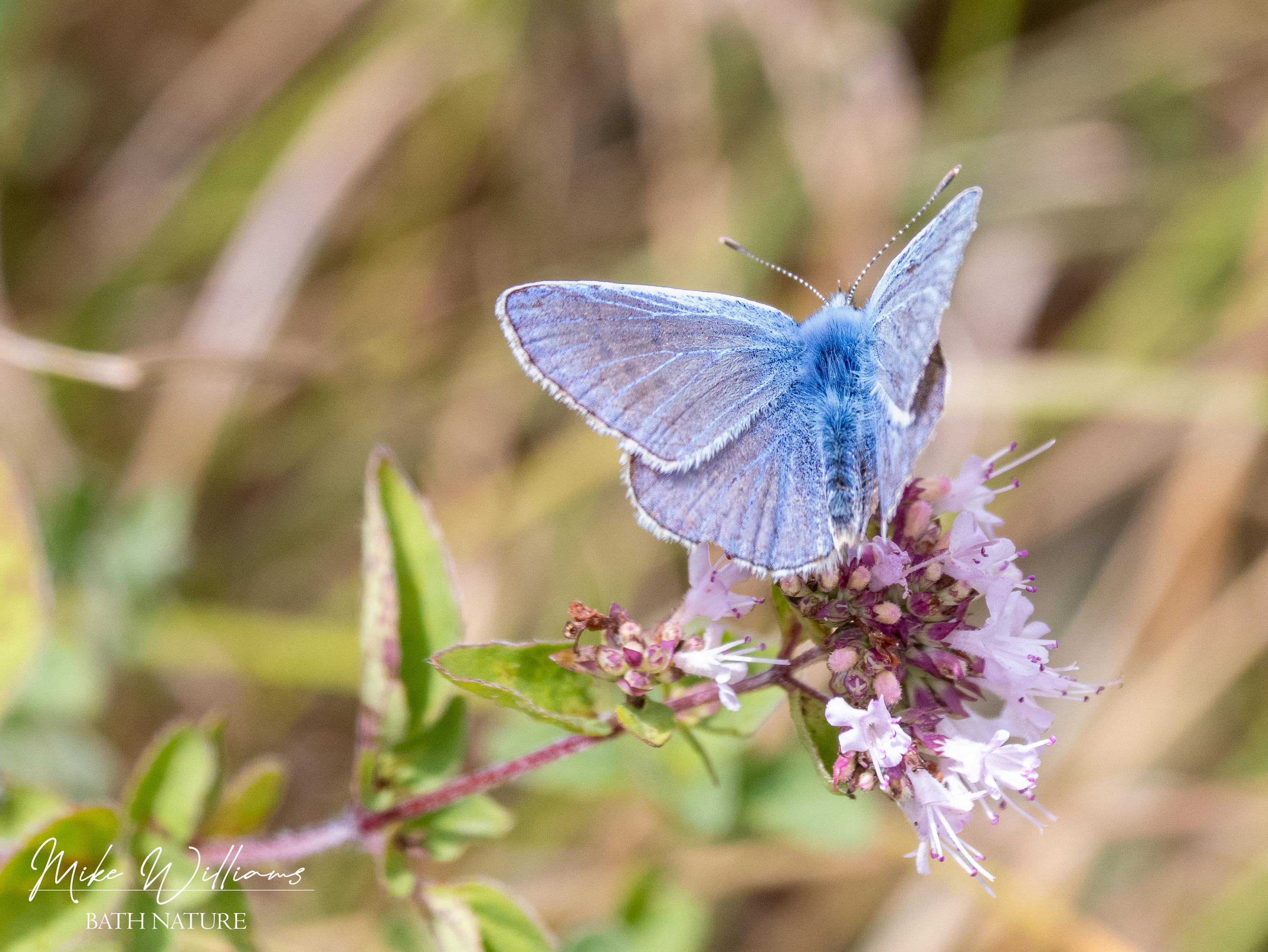 Common Blue