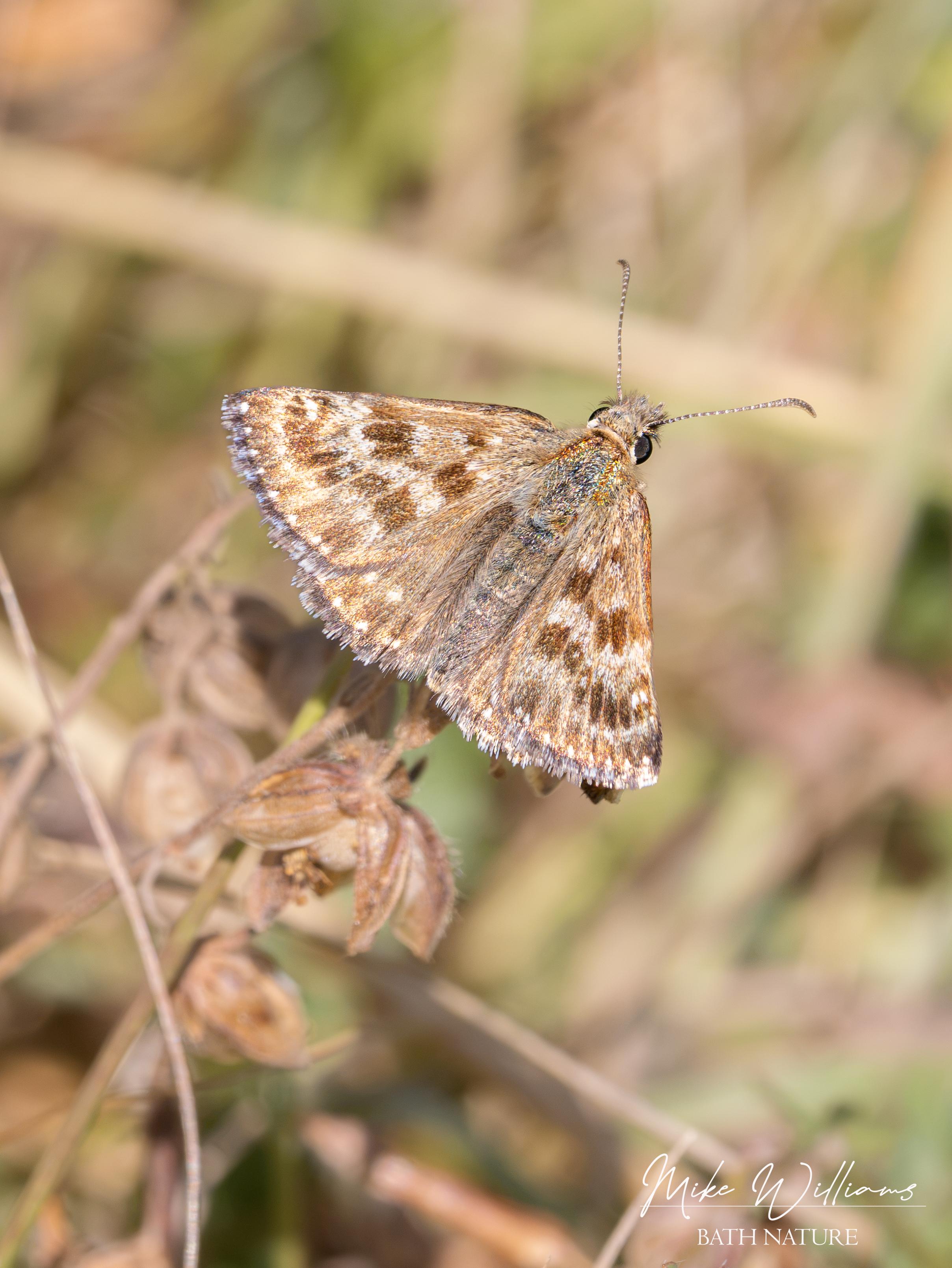 Dingy Skipper