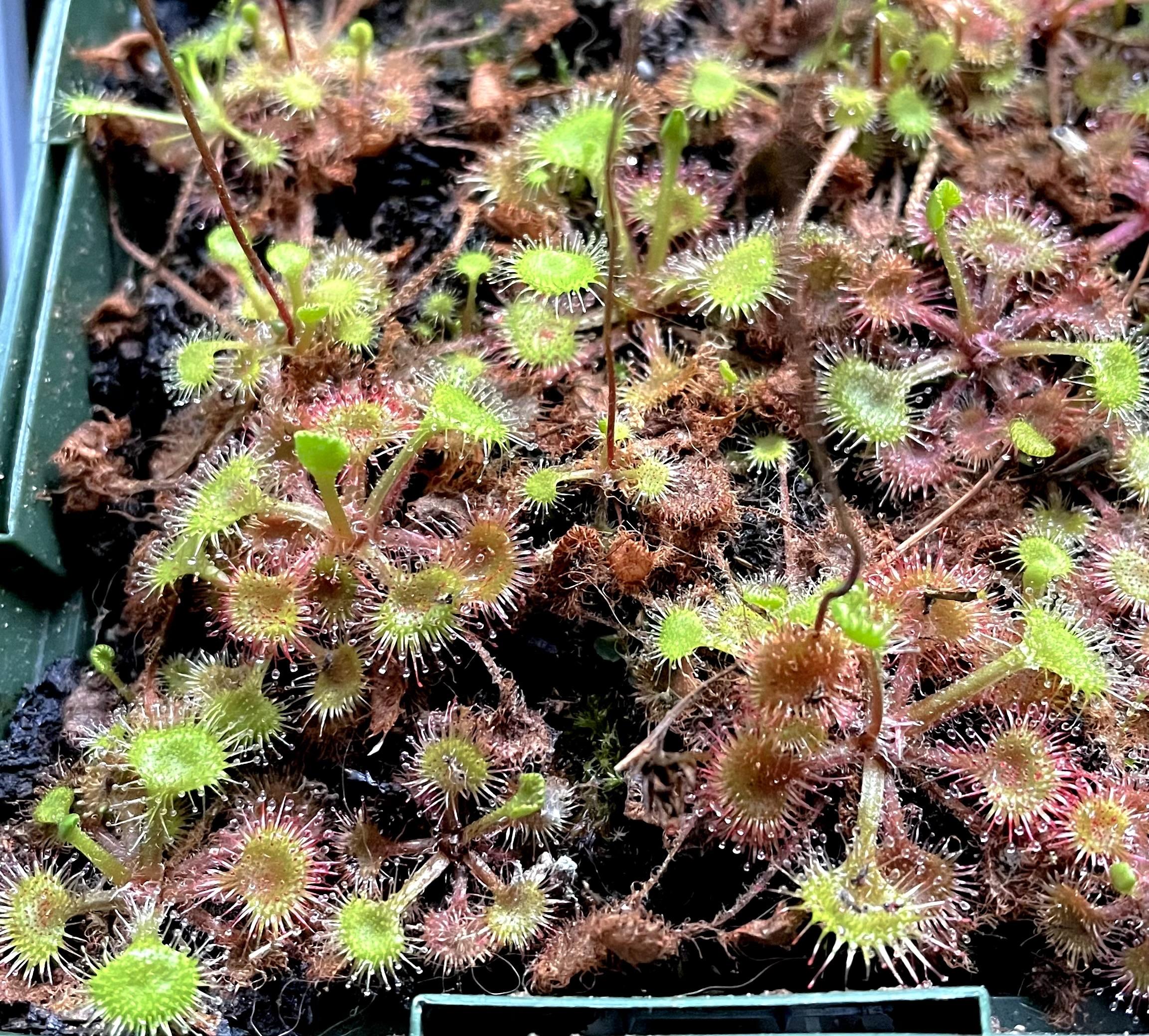 A close-up view of Round-leaved Sundew plants, featuring green and reddish leaves with small, hair-like structures covered in dew droplets, growing in a dark, moist substrate.
