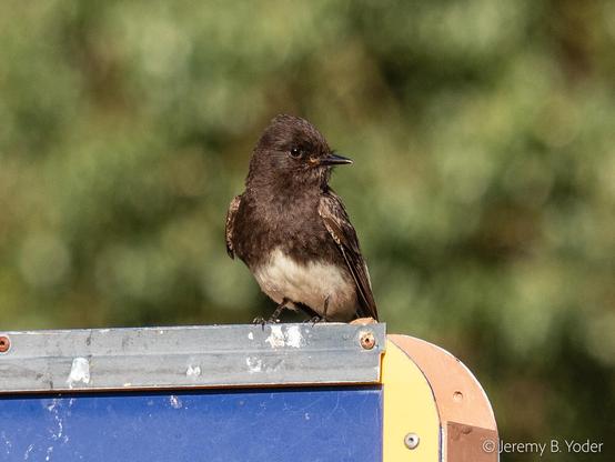 A mostly black flycatcher with white underparts, perched on the corner of a wooden scoreboard, its head cocked to one side