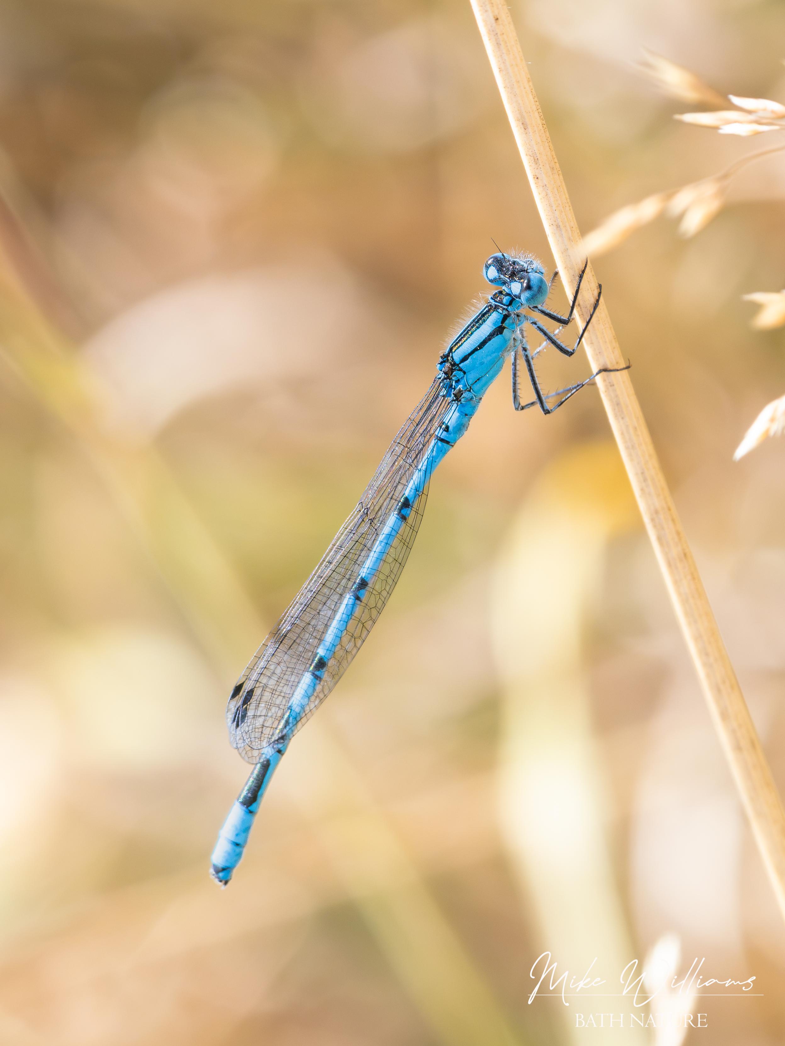 Common Blue Damselfly