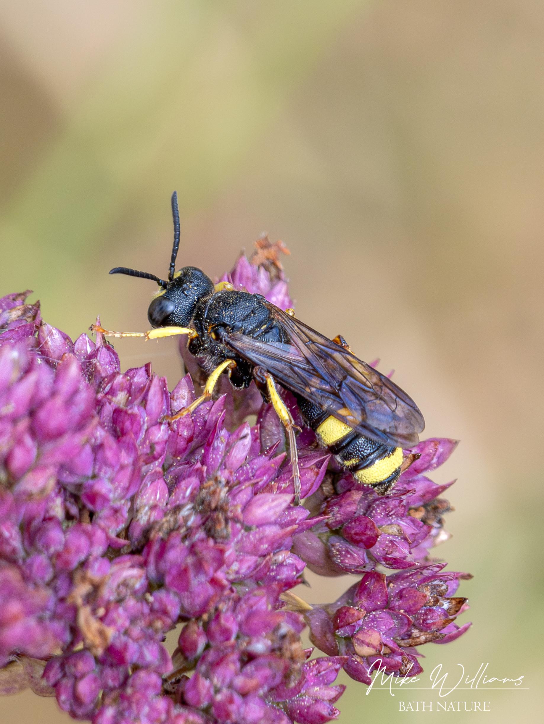 Ornate Tailed Digger Wasp