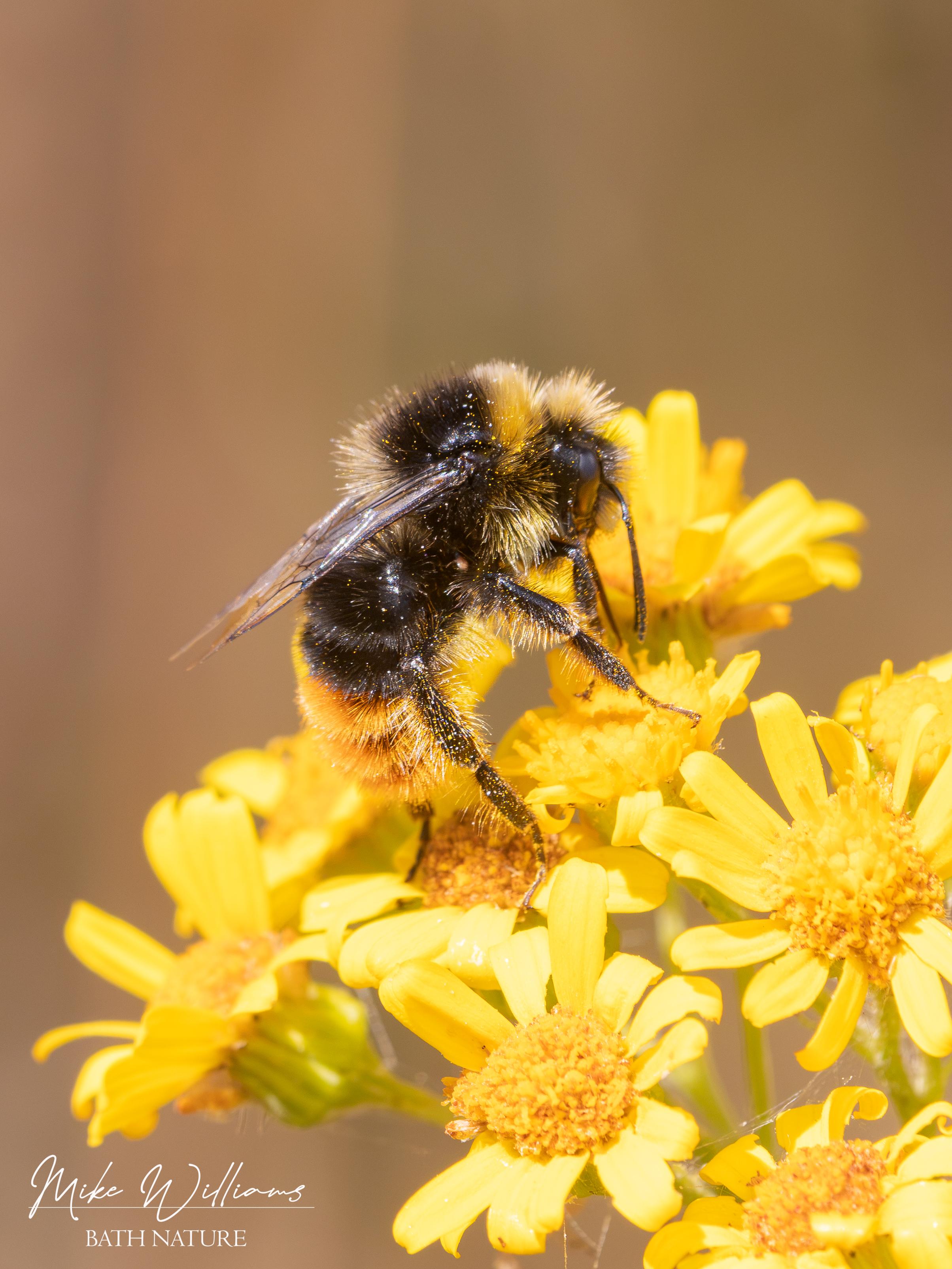 Red-tailed Bumblebee