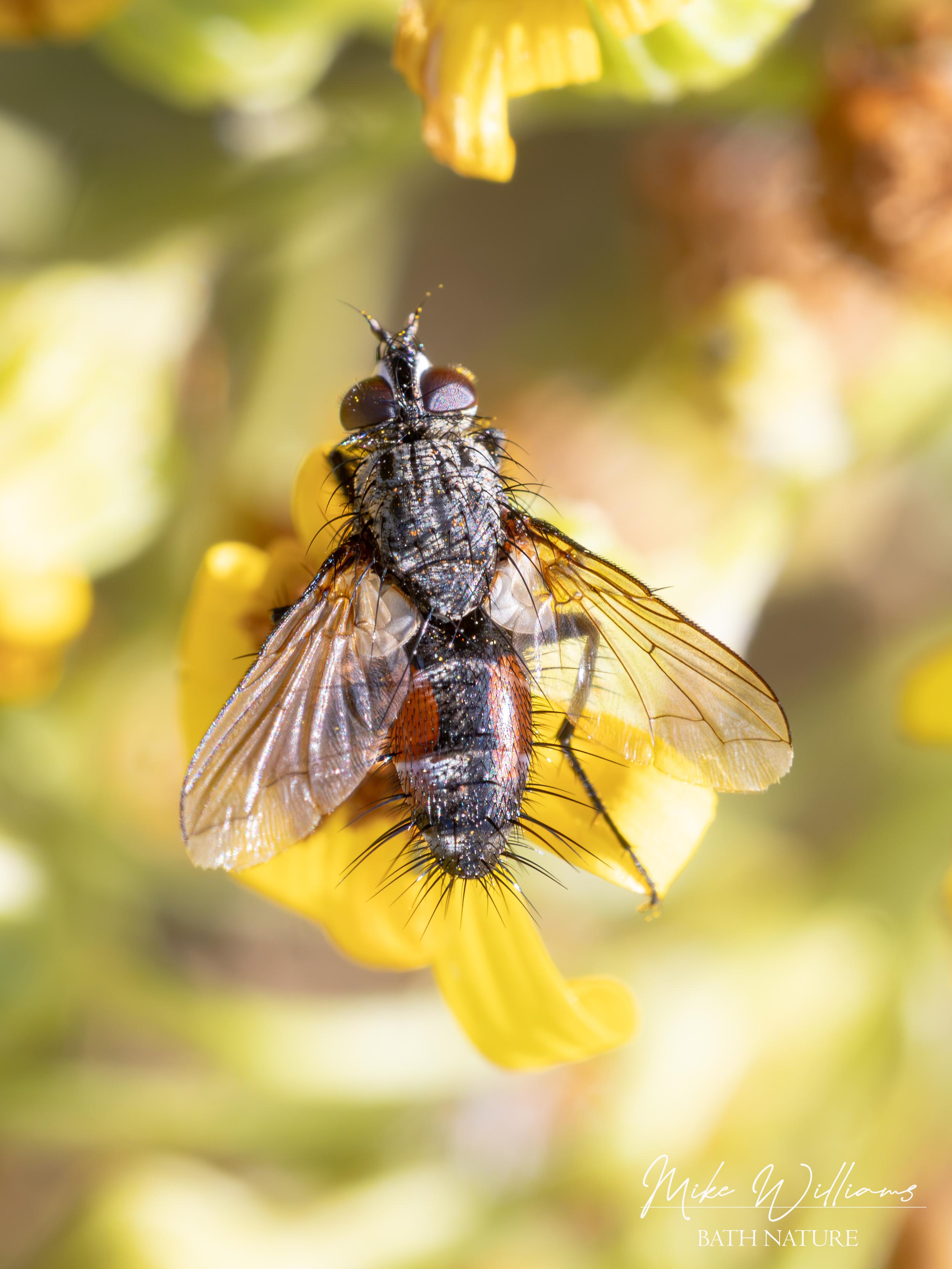 Red-sided Parasite Fly