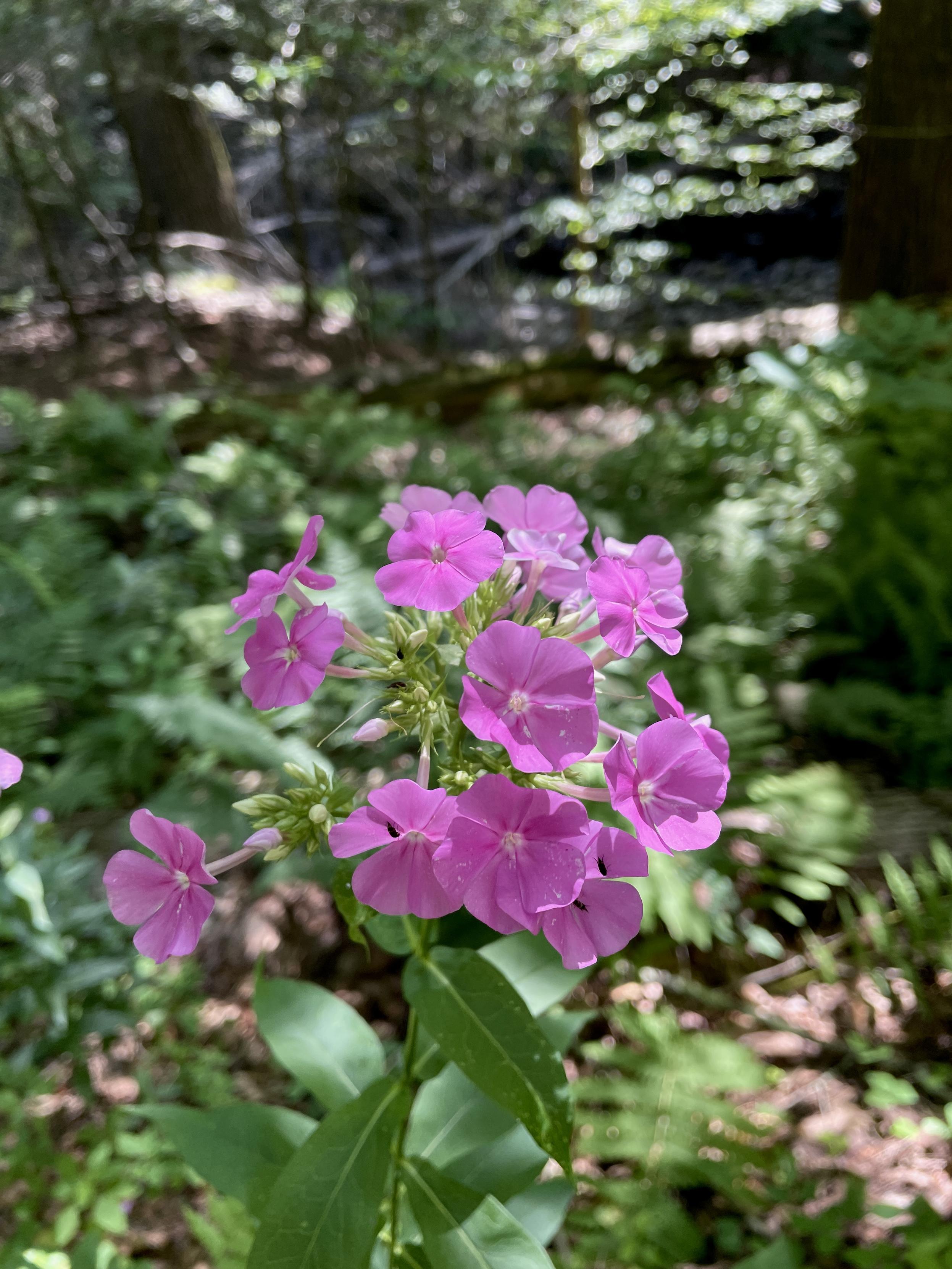 A cluster of a dozen pinkish flowers bloom from a tall plant near the brook. The flowers have 5 slightly overlapping petals and no flowers are growing from below the mass at the top.
