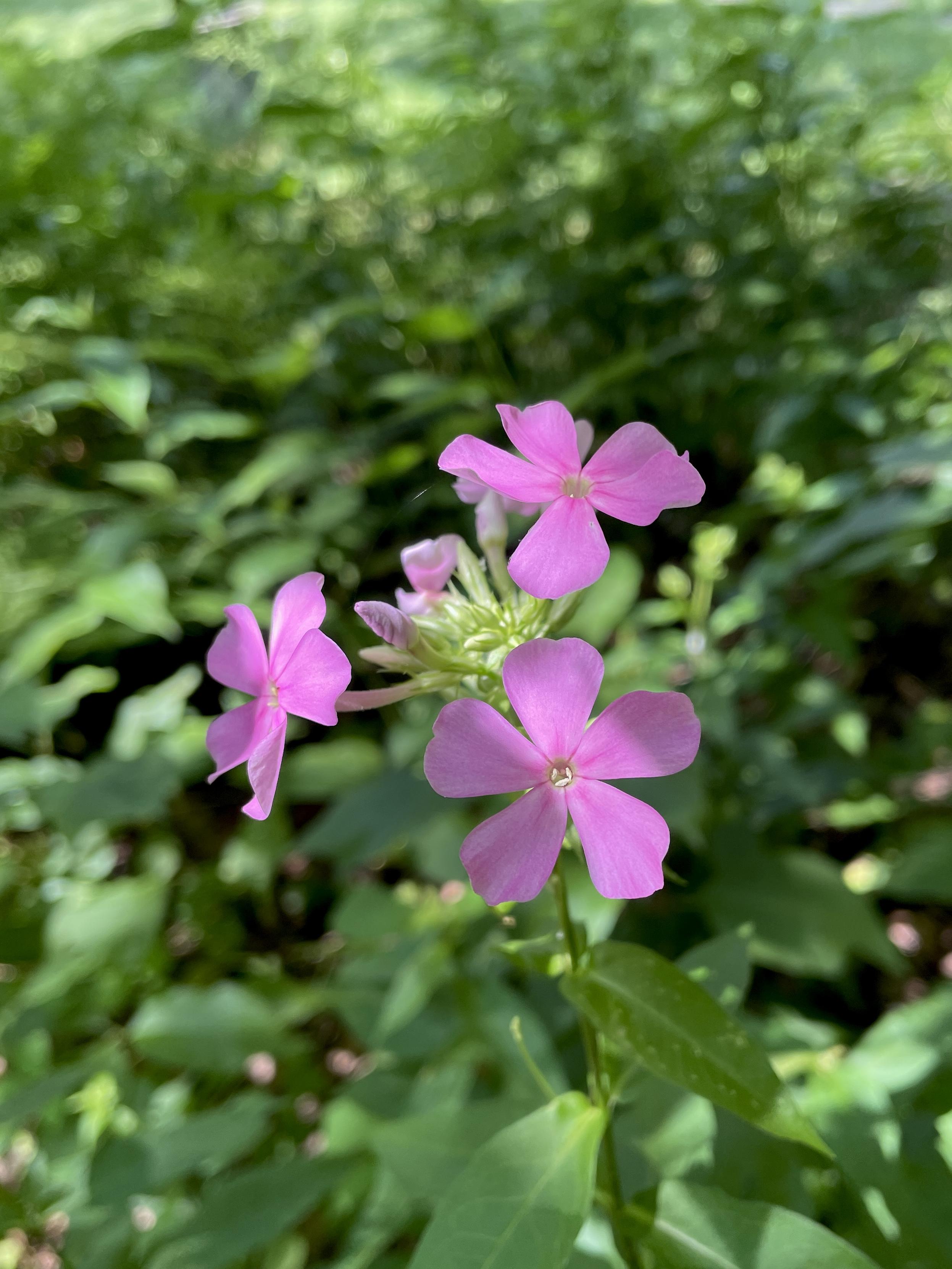 The same plant as in picture 1 (I think.) Here, three of the flowers are in bloom and their petals are slightly paler pink and not overlapping, instead they have fairly significant gaps between each petal.