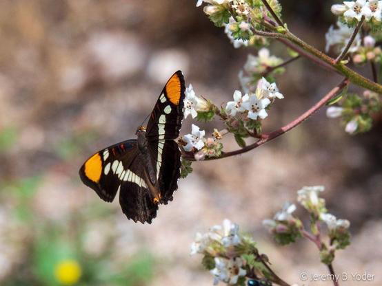 A butterfly with black wings divided by large white stripes and tipped with orange spots, perched on a twig bearing white, trumpet-shaped flowers
