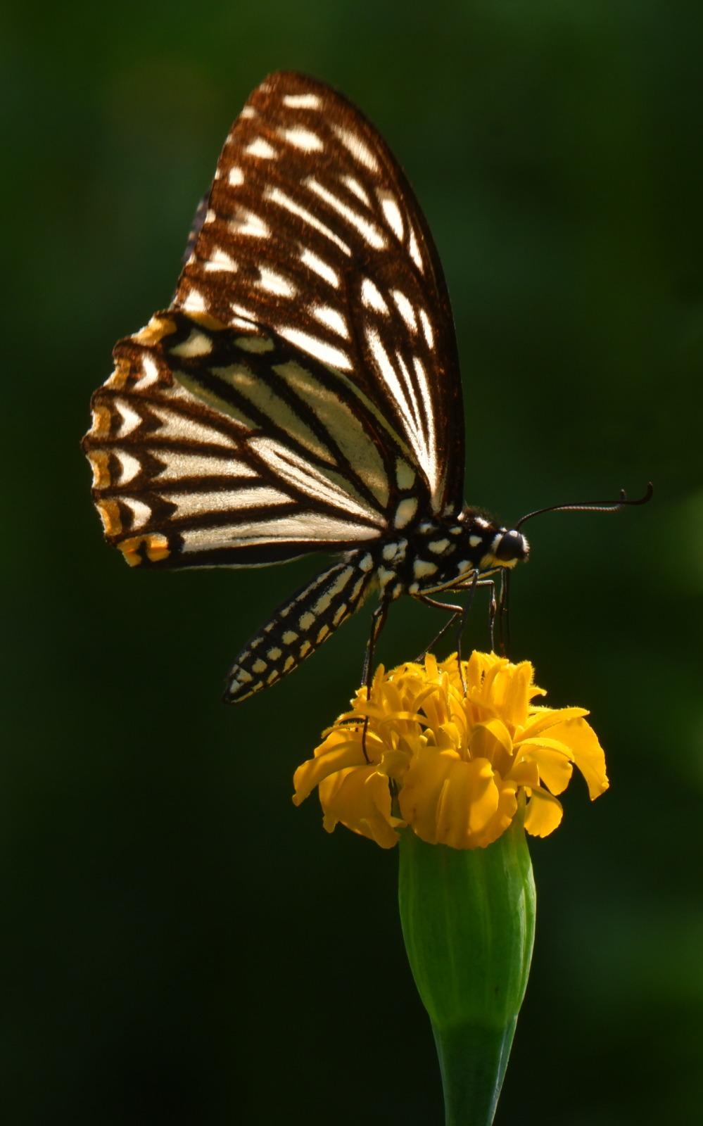 A blacknand white butterfly on a yellow flower. The sun filters through the wings of the butterfly, and it glows with a golden light.