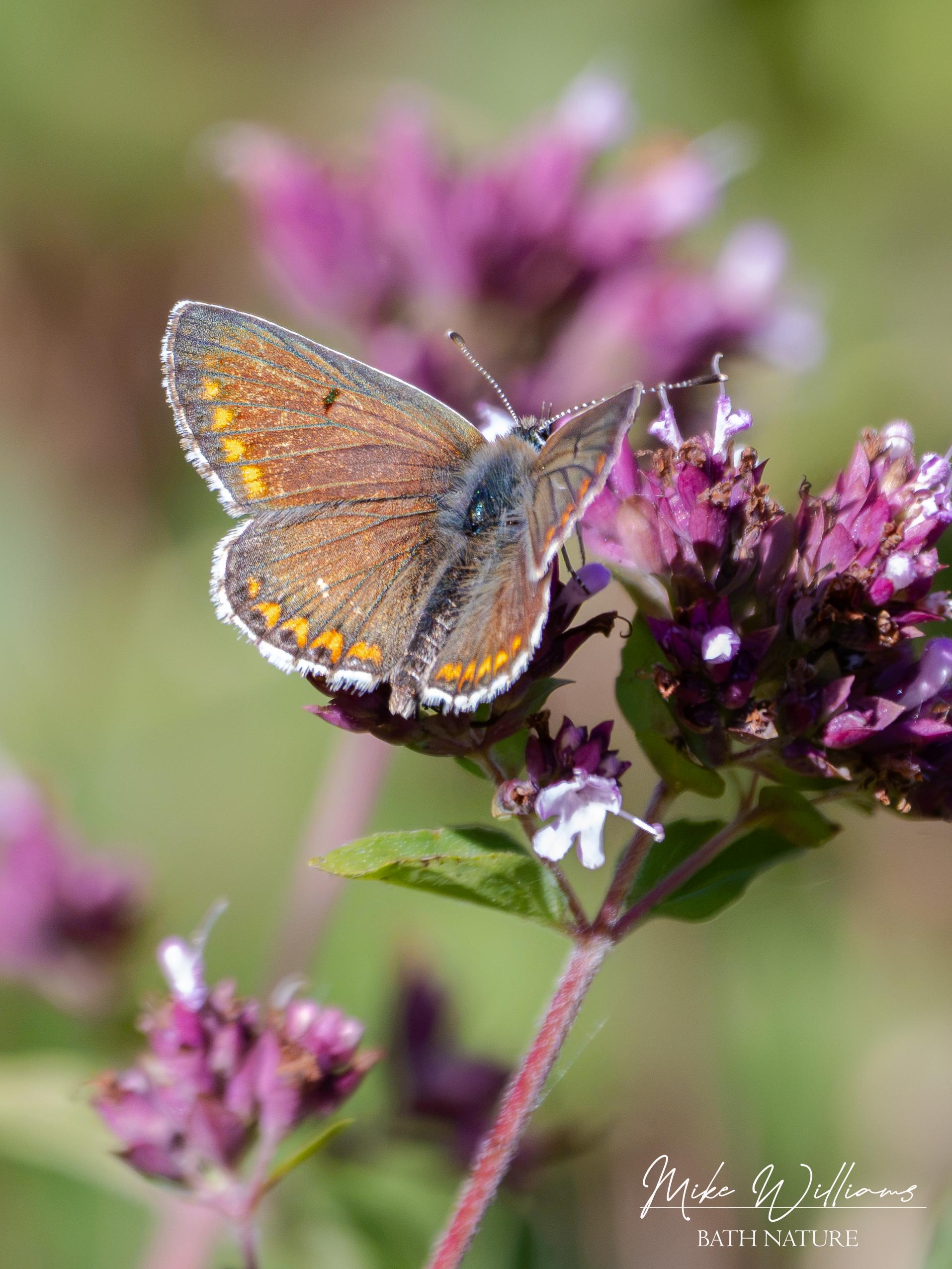 Brown Argus