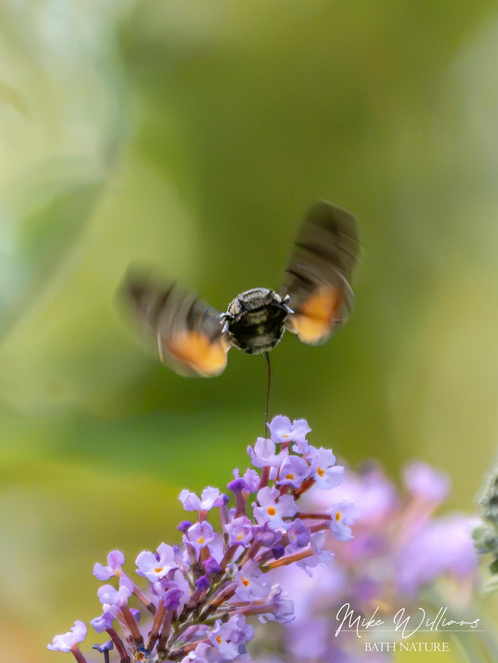 Hummingbird Hawkmoth