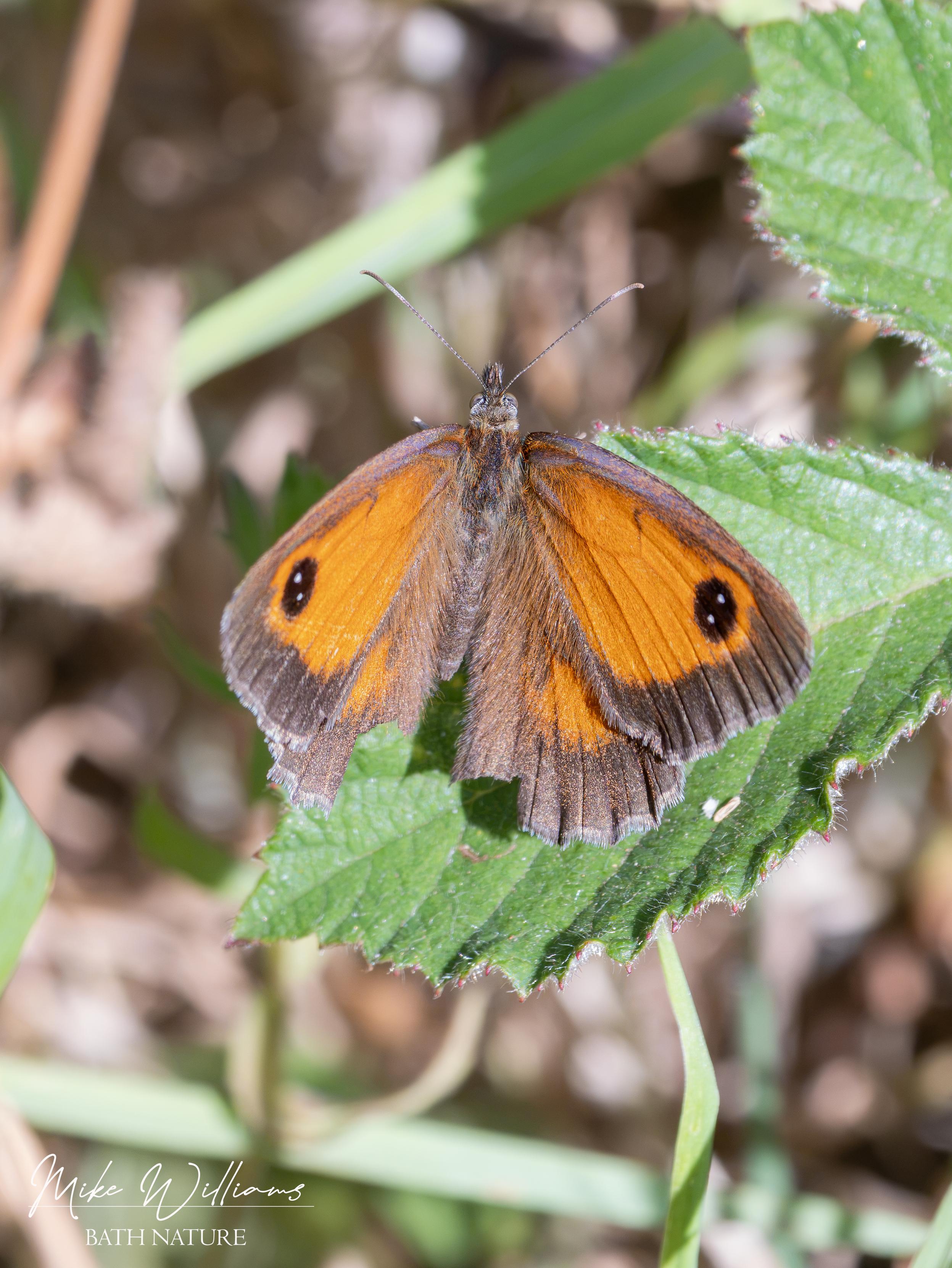 Gatekeeper
