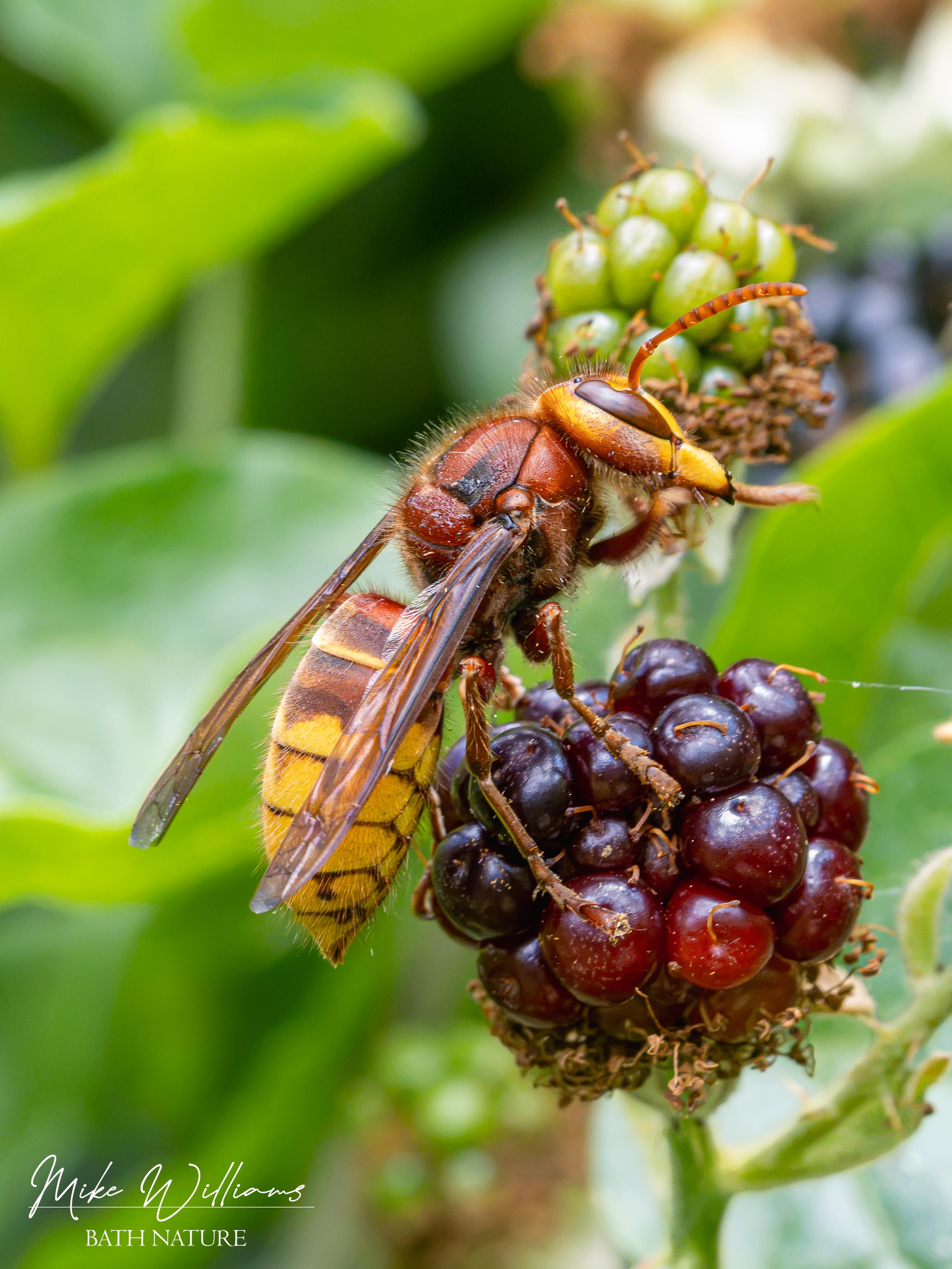 Hornet