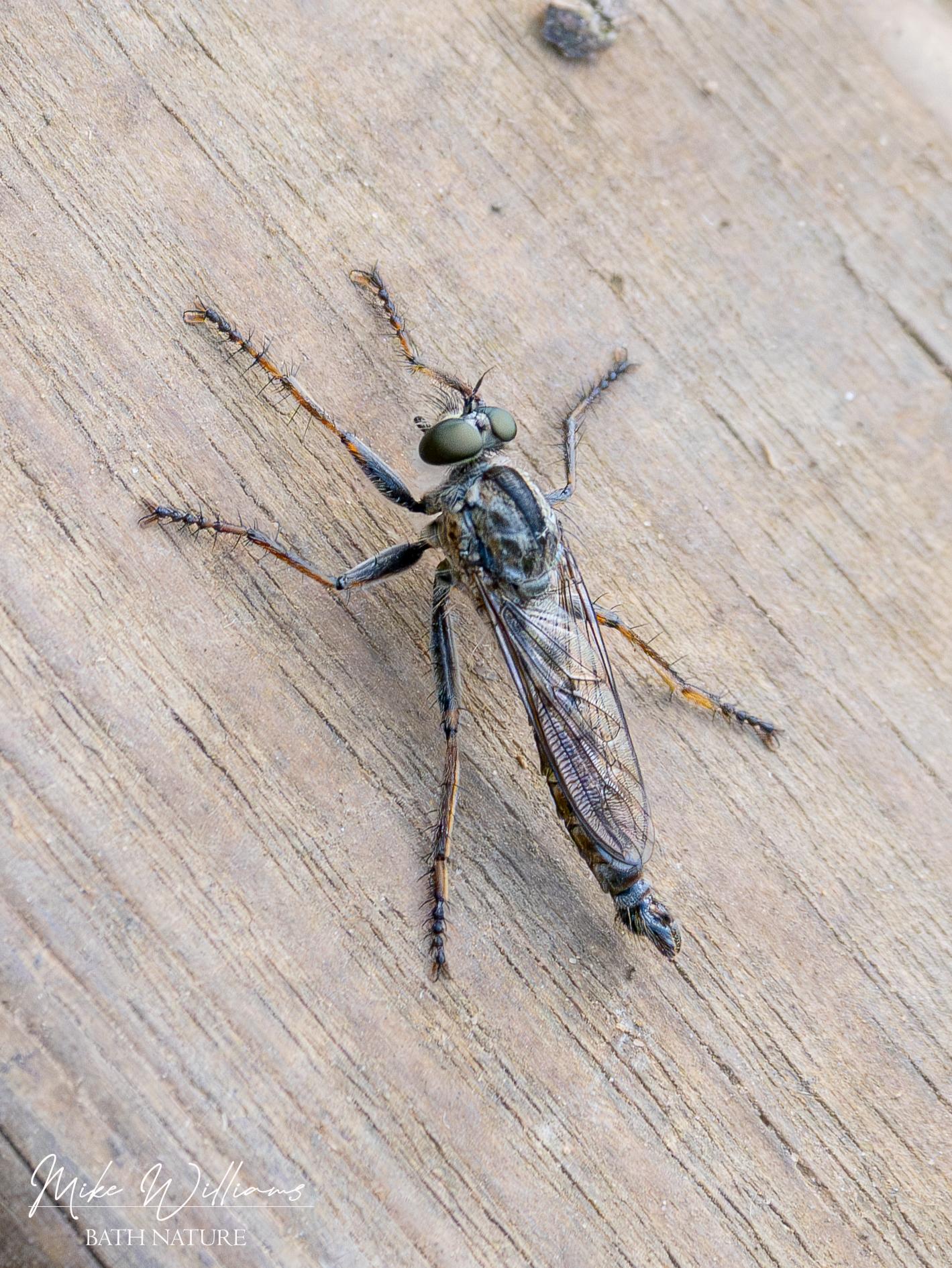 Kite-tailed Robberfly