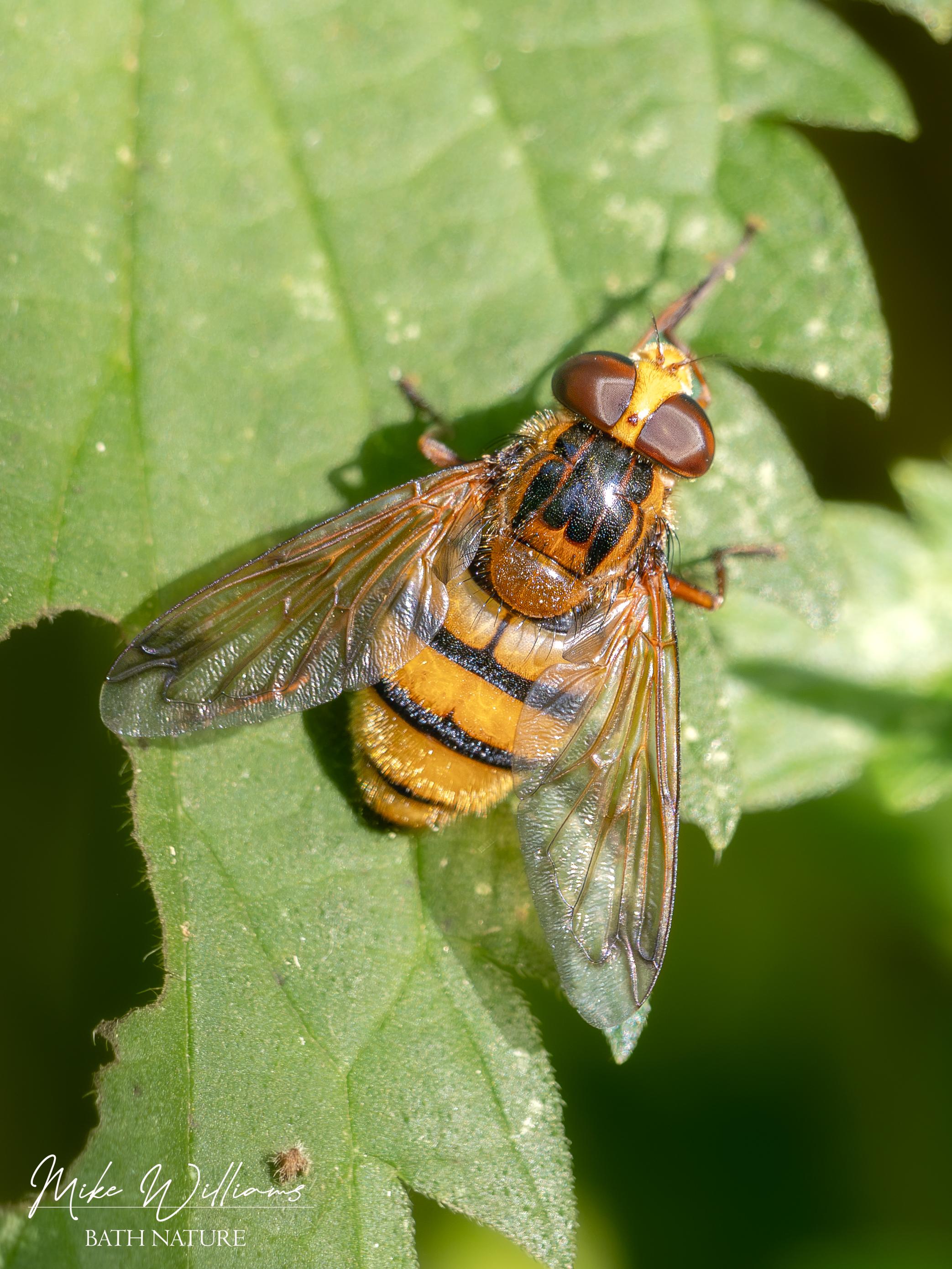 Lesser Hornet Hoverfly