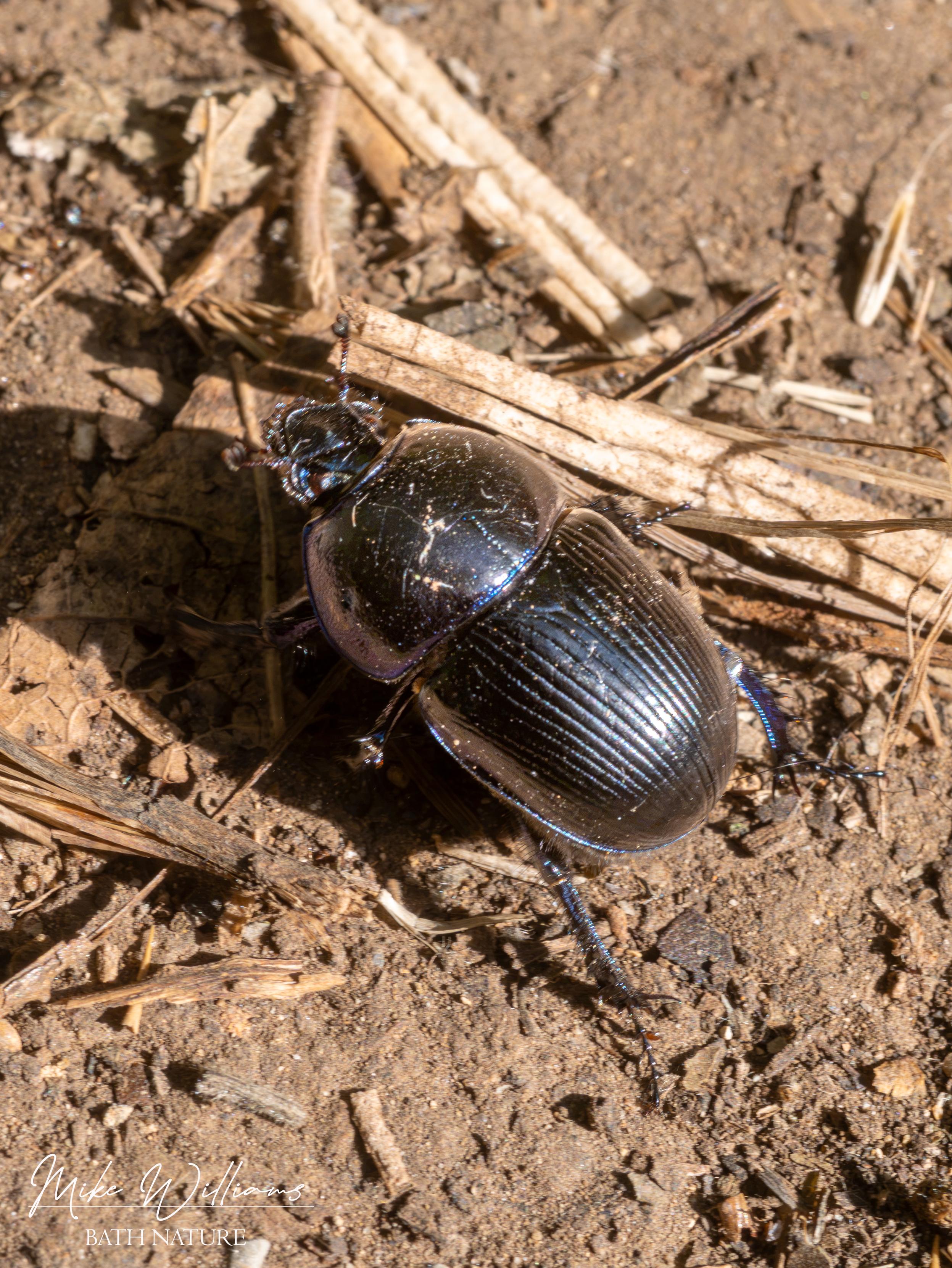 Dor Beetle