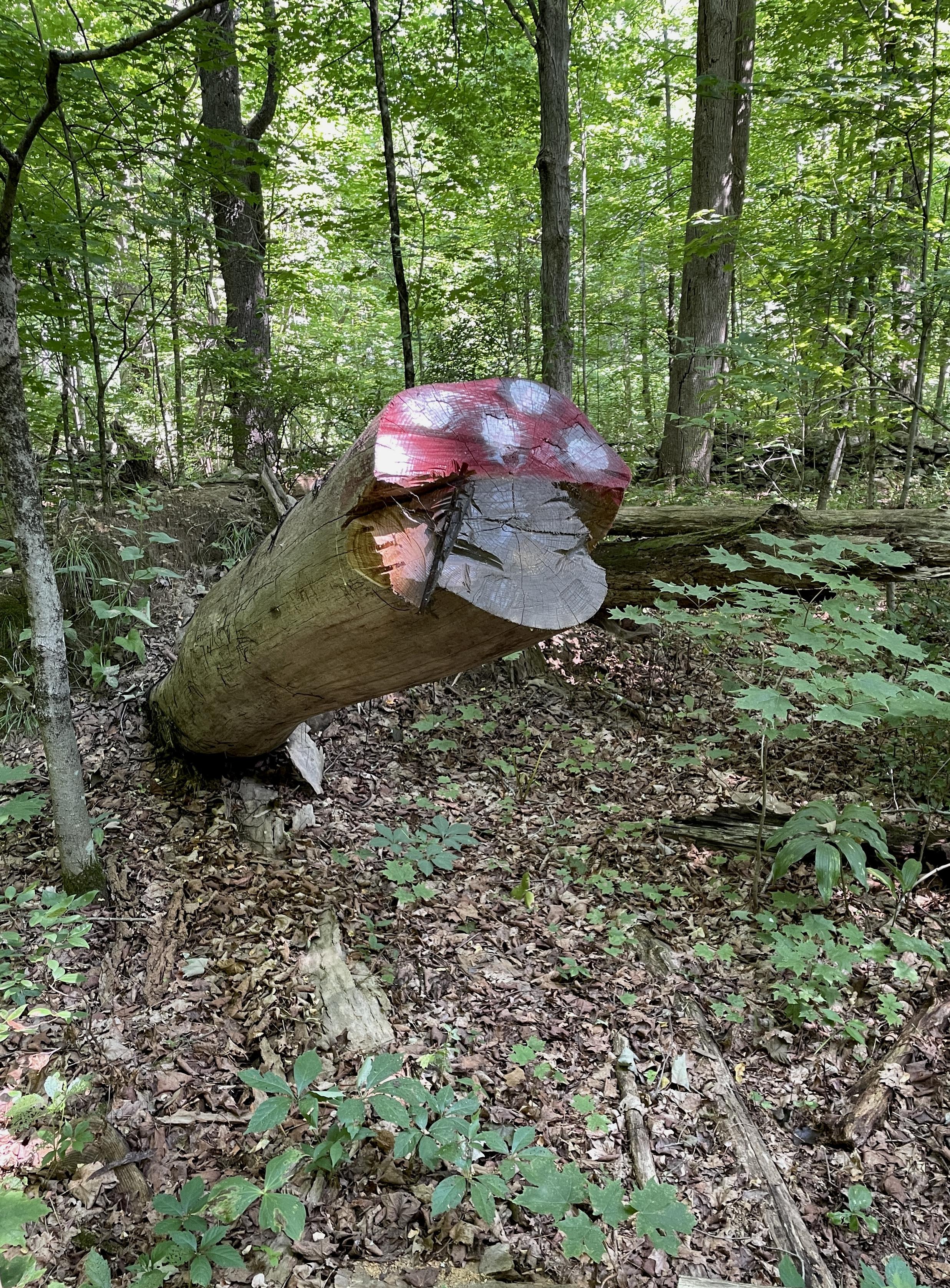 On a side trail in the forest, a large trunked tree is sticking up out of the ground at about a 45° angle. Its top is sawed smooth to allow people to pass on the trail. Someone has come along and painted the upper ½ of the sawed end red with white spots, using the bottom of the half as a stem to create an Amanita mushroom. It is about 20 inches in diameter.