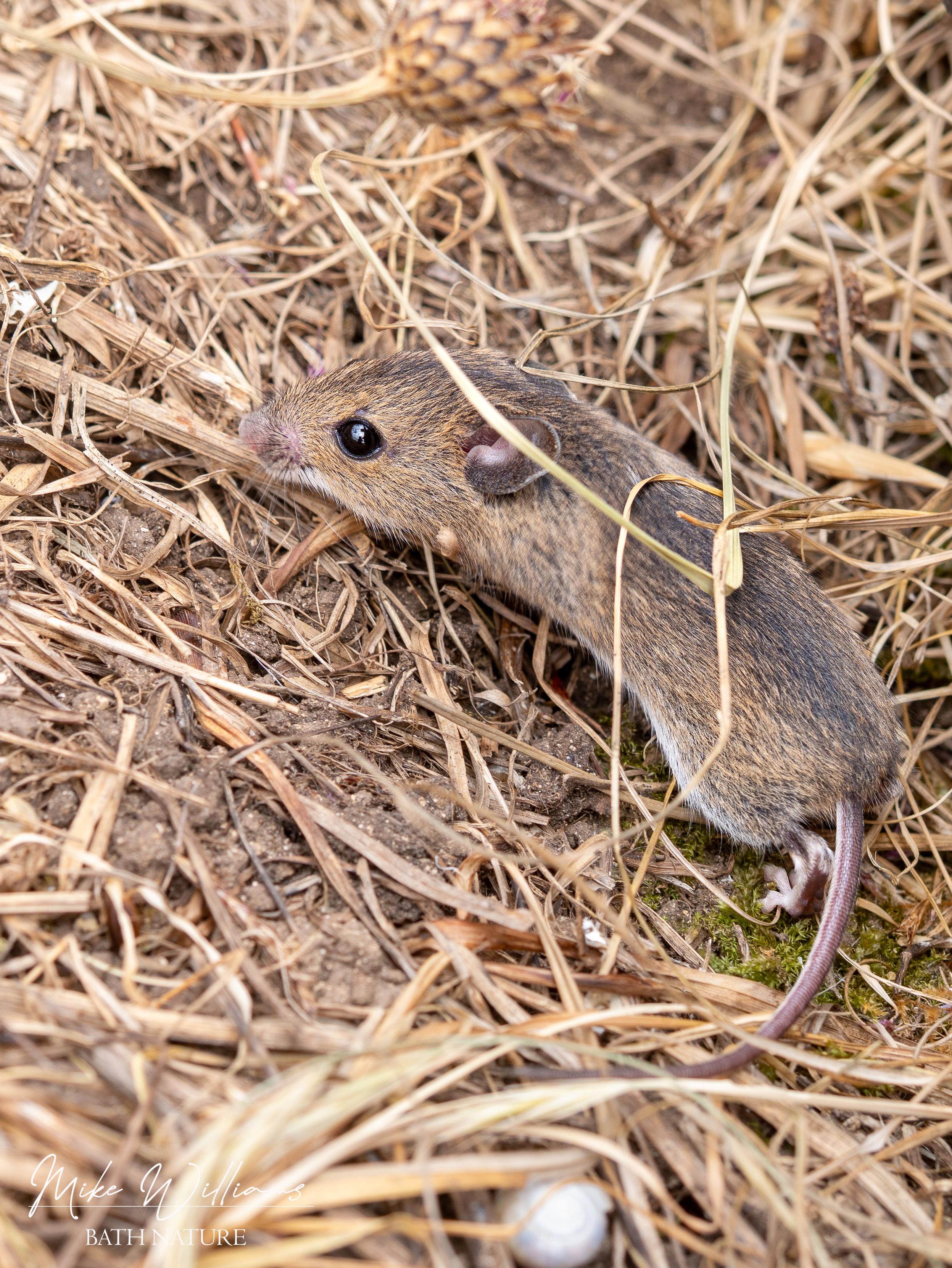 Juvenile Wood Mouse