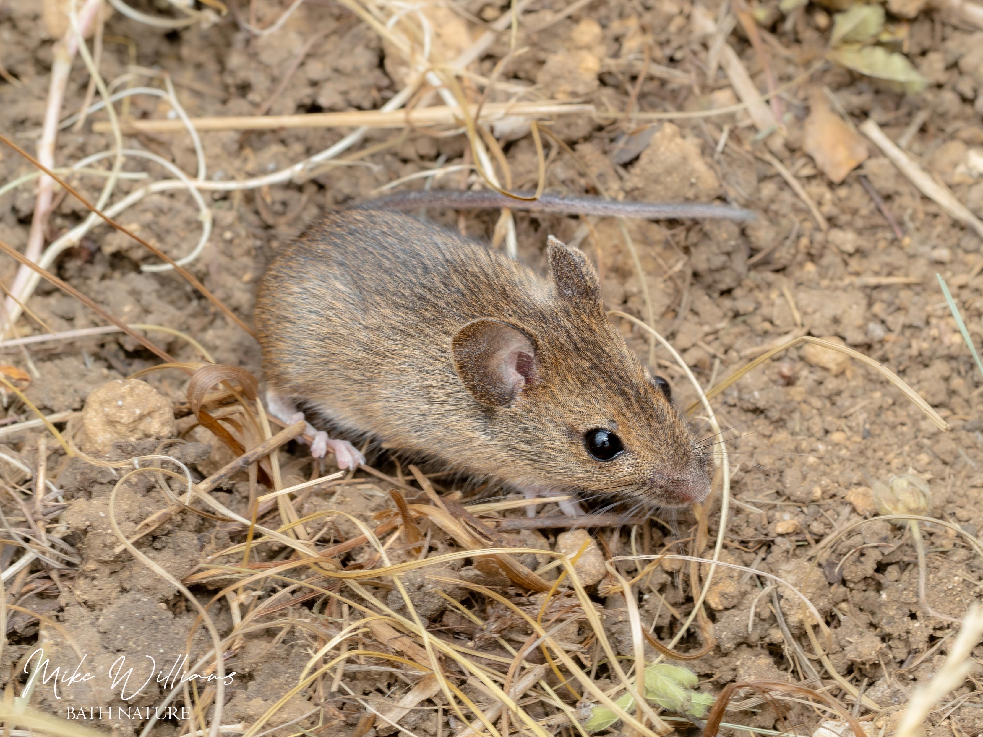 Juvenile Wood Mouse