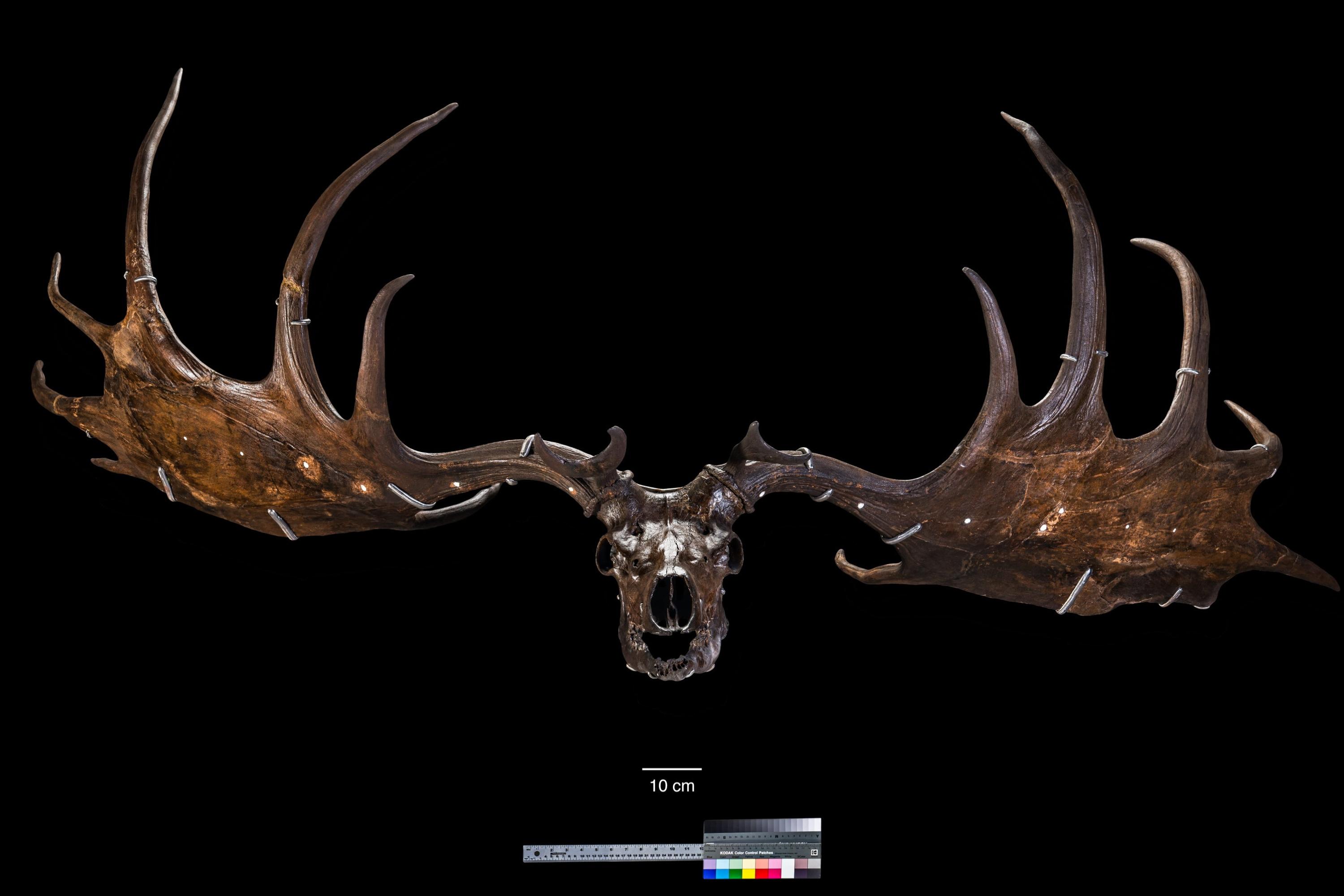 Megaloceros giganteus skull and antlers.