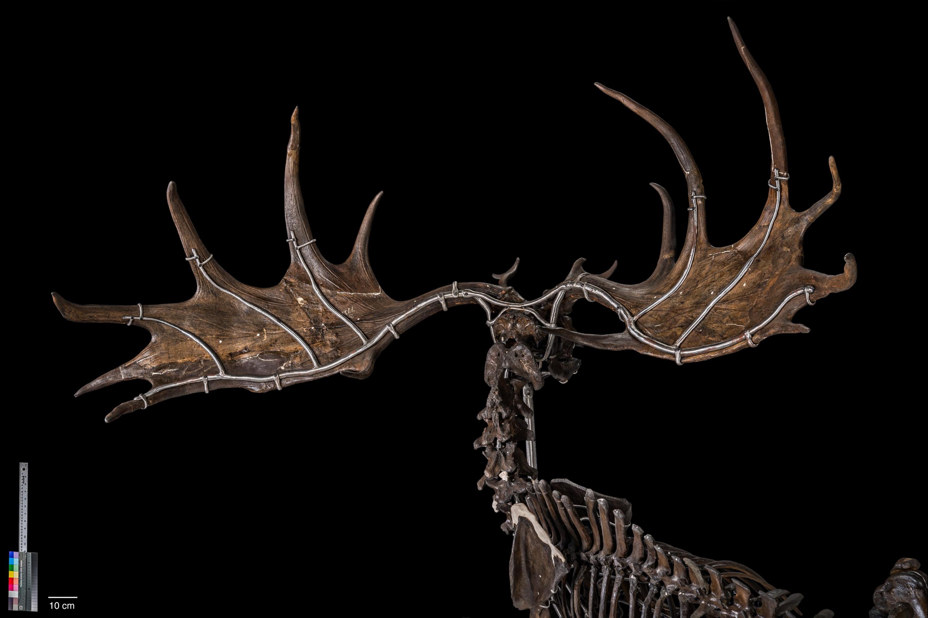 Megaloceros giganteus skull and antlers.