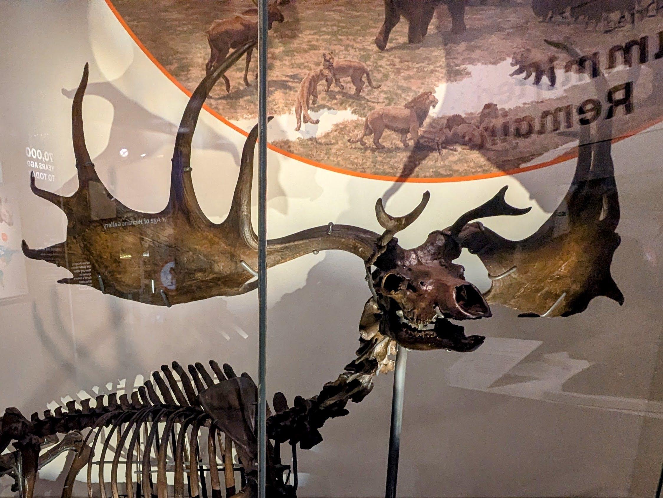 Megaloceros giganteus skull and antlers.
