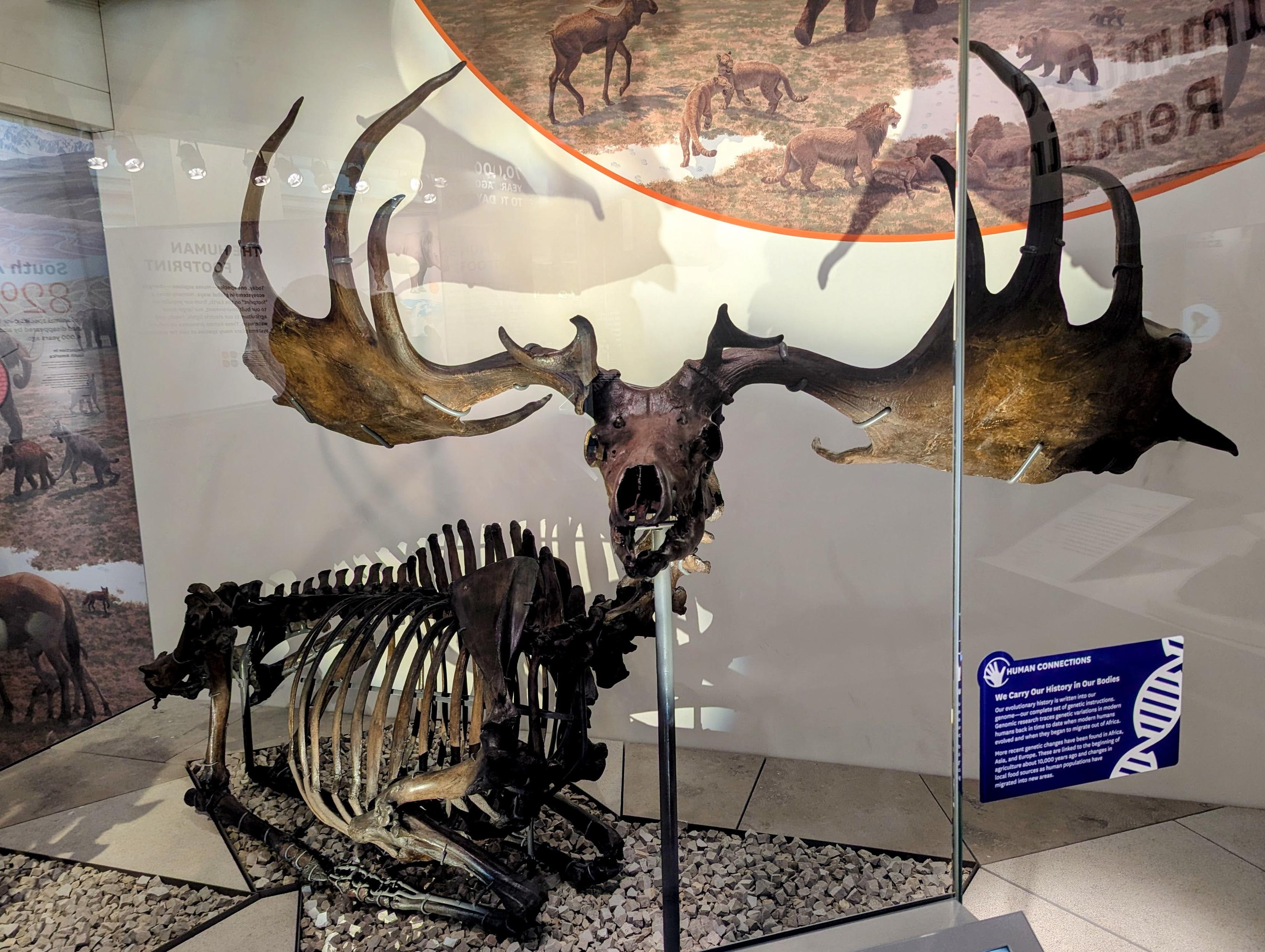 Megaloceros giganteus full skeleton.