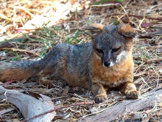 A very small gray fox with red-orange ears and breast and some white patches at its muzzle, lying in a patch of shade with an apparently thoughtful expression