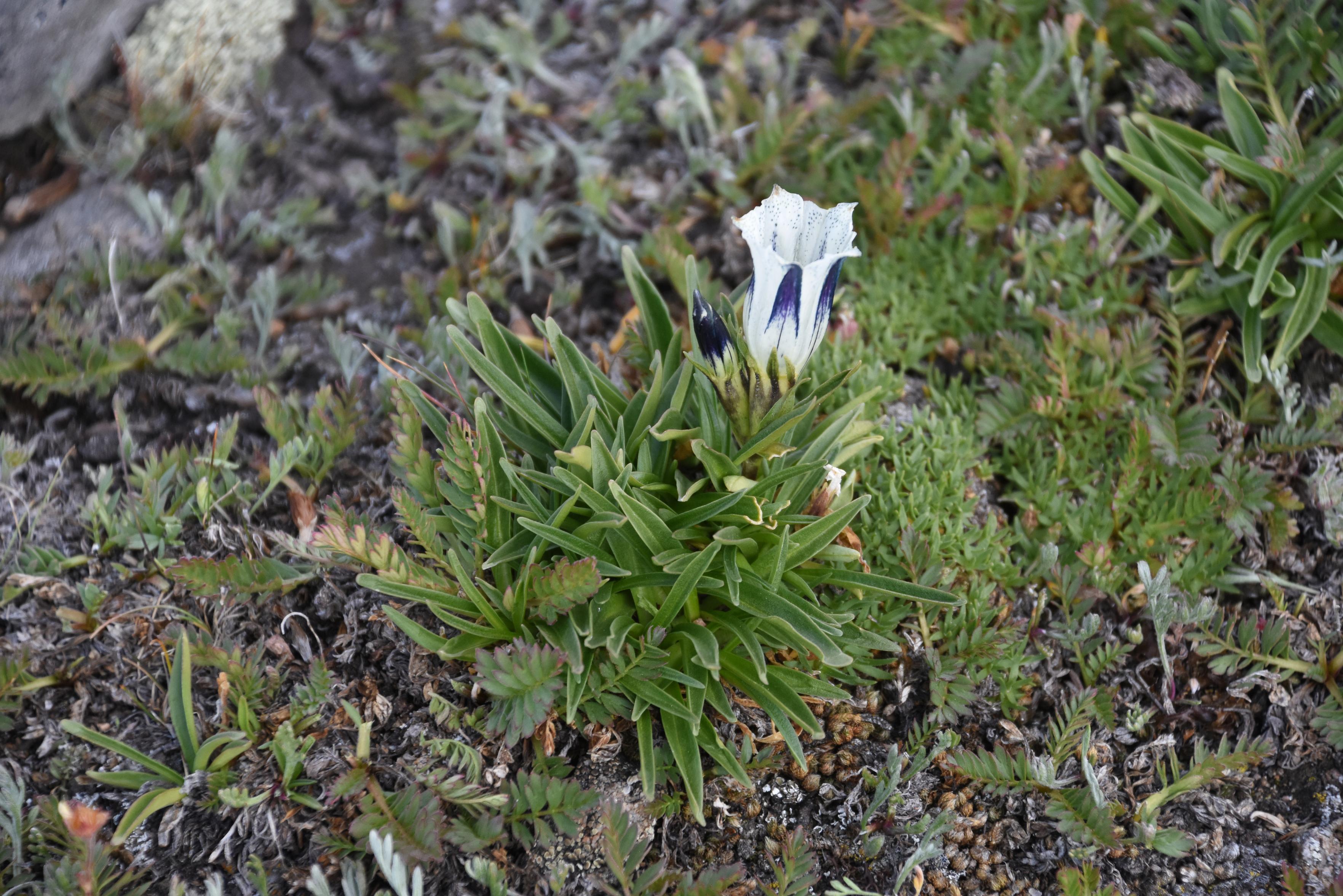 A dimunitive plant with densely bunched narrow leaves and a large white and purple goblet or bell shaped flowers.