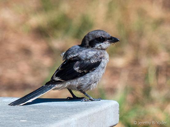A passerine about the size of a robin but with a bigger head, mostly gray with black wings and tail and a black mask-like mark on its face, and a stout, hooked black bill; perched on the edge of a picnic table top