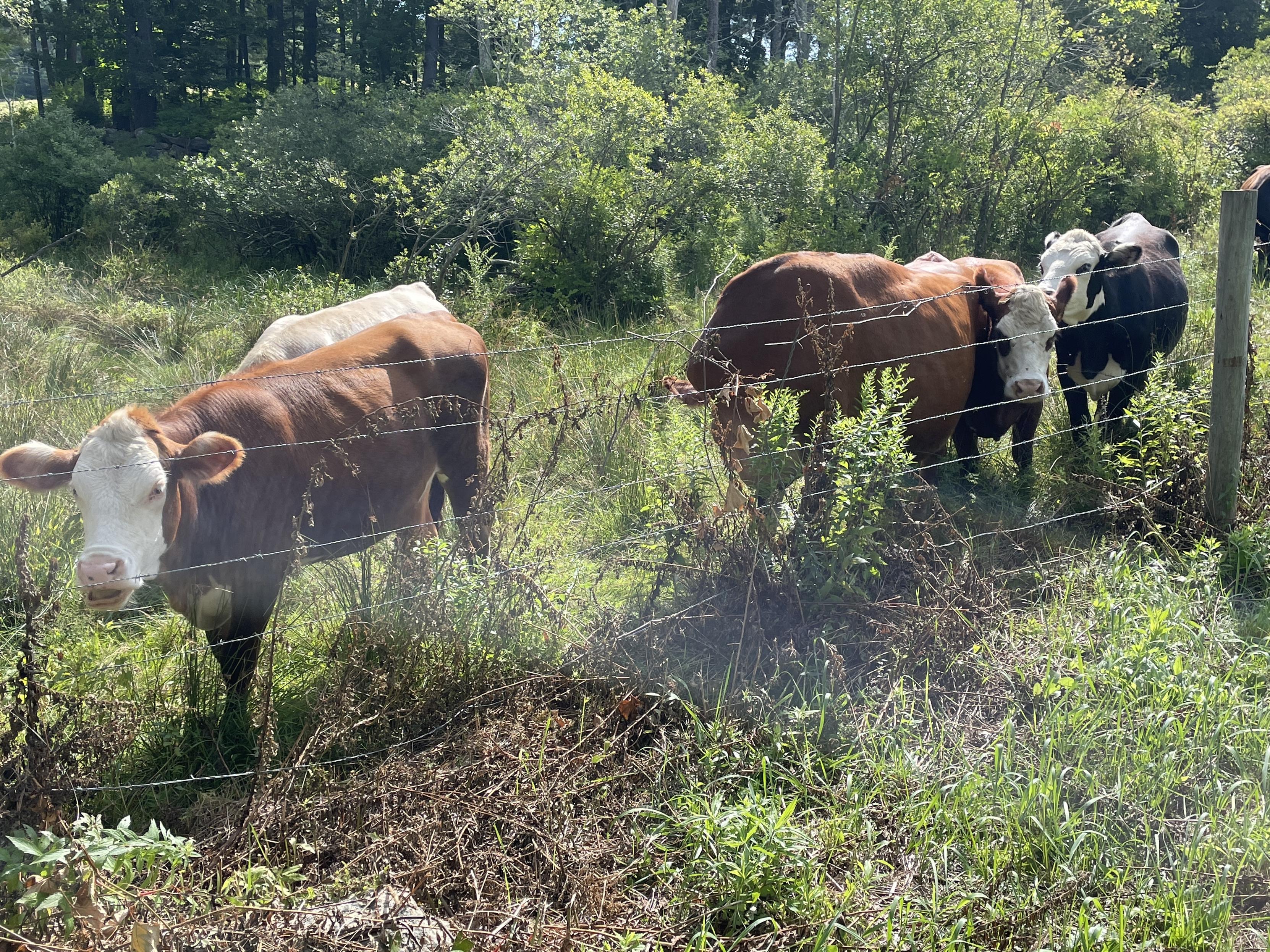 A group of cows grazing in a grassy area surrounded by greenery and a barbed-wire fence.