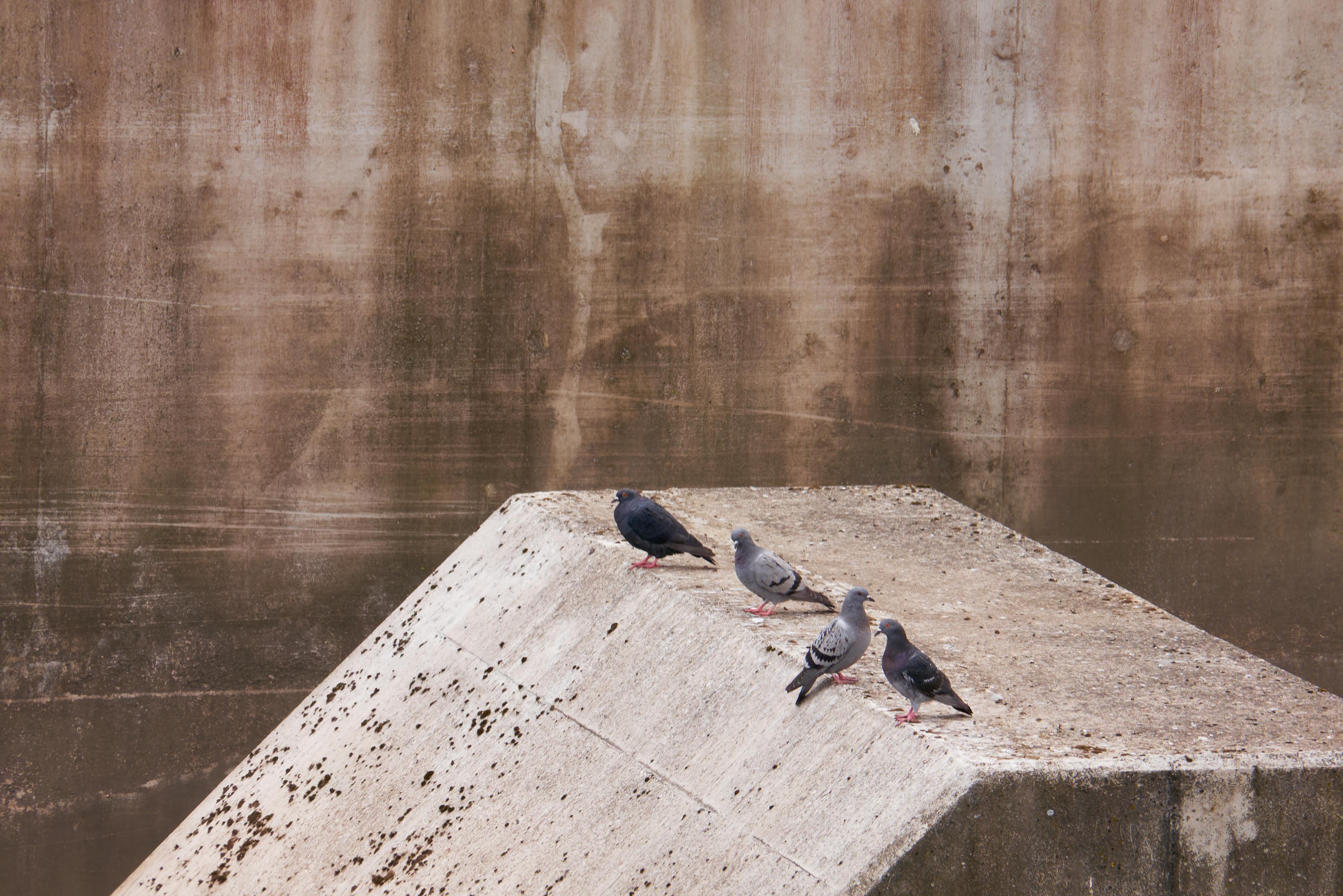 The background is a textured concrete wall and in the foreground is an odd triangle wedge shape of formed concrete with four wood pigeons at rest on it.