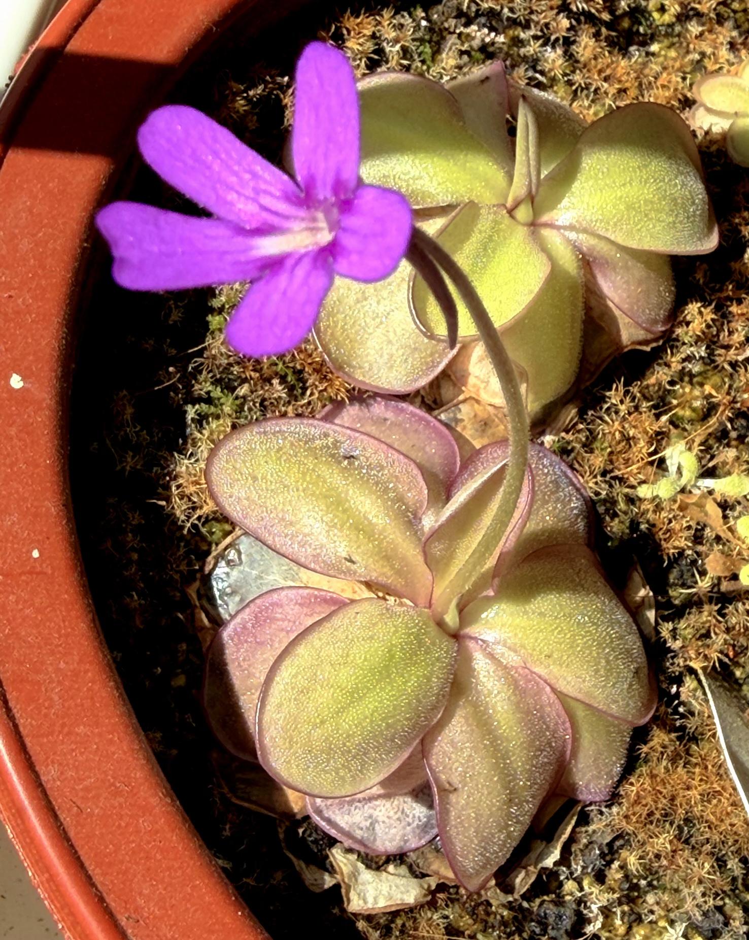 A butterwort plant in flower.