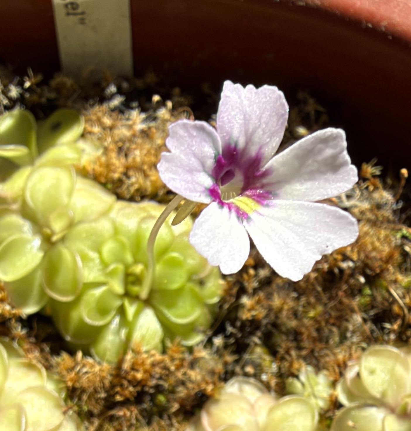 This photo features a small, delicate flower with light purple petals that deepen into a vibrant purple at the center, accented by a touch of yellow. It blooms from a carnivorous butterwort plant with fleshy, pale green leaves, surrounded by mossy soil.