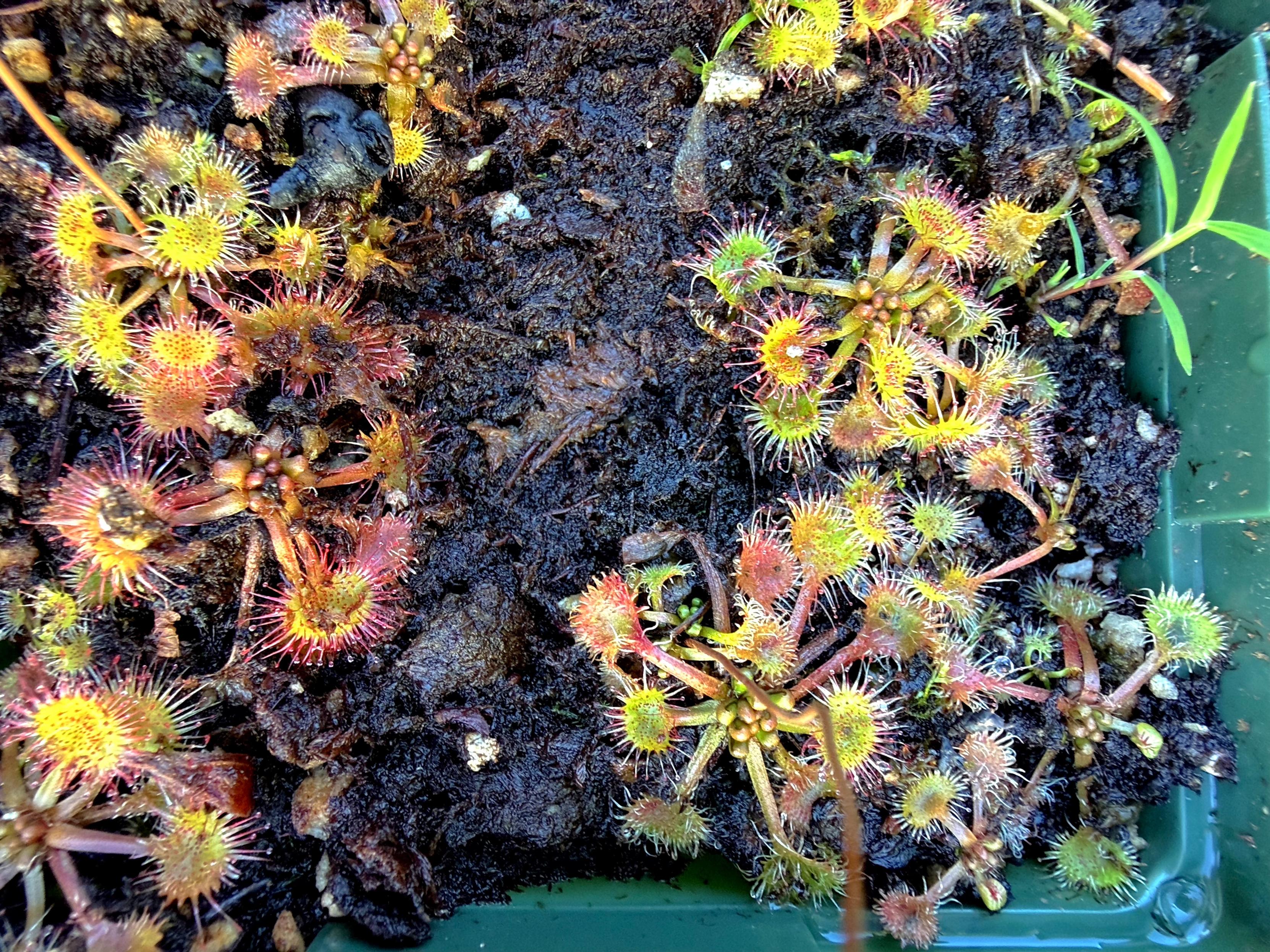 This picture shows a Round-leaved Sundew, a small carnivorous plant, growing on dark, damp soil. It features several spoon-shaped leaves arranged in a rosette pattern. The leaves are covered in tiny, hair-like tentacles that are tipped with glistening, sticky droplets used to trap insects. Some of the leaves have a reddish tint, while others are more green, and there are small, tightly closed buds (hibernacula) visible in the center of the plant.