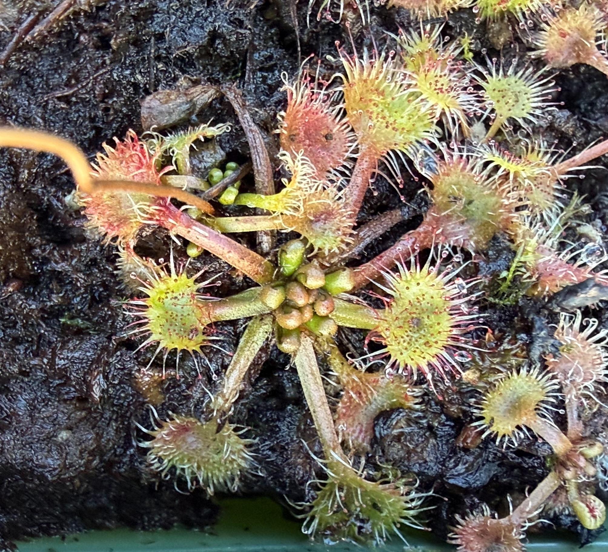 A closeup of a Round-leaved Sundew, a small carnivorous plant, nestled in dark, moist soil. The plant displays a rosette of spoon-shaped leaves, each covered in numerous hair-like tentacles. These tentacles are tipped with shiny, sticky droplets that the plant uses to capture prey. The leaves vary in color from bright green to a reddish hue, and a cluster of small, tightly closed green buds sits at the center of the plant. The plant is forming a winter hibernaculum, a tightly packed cluster of leaf buds at the center of the plant.