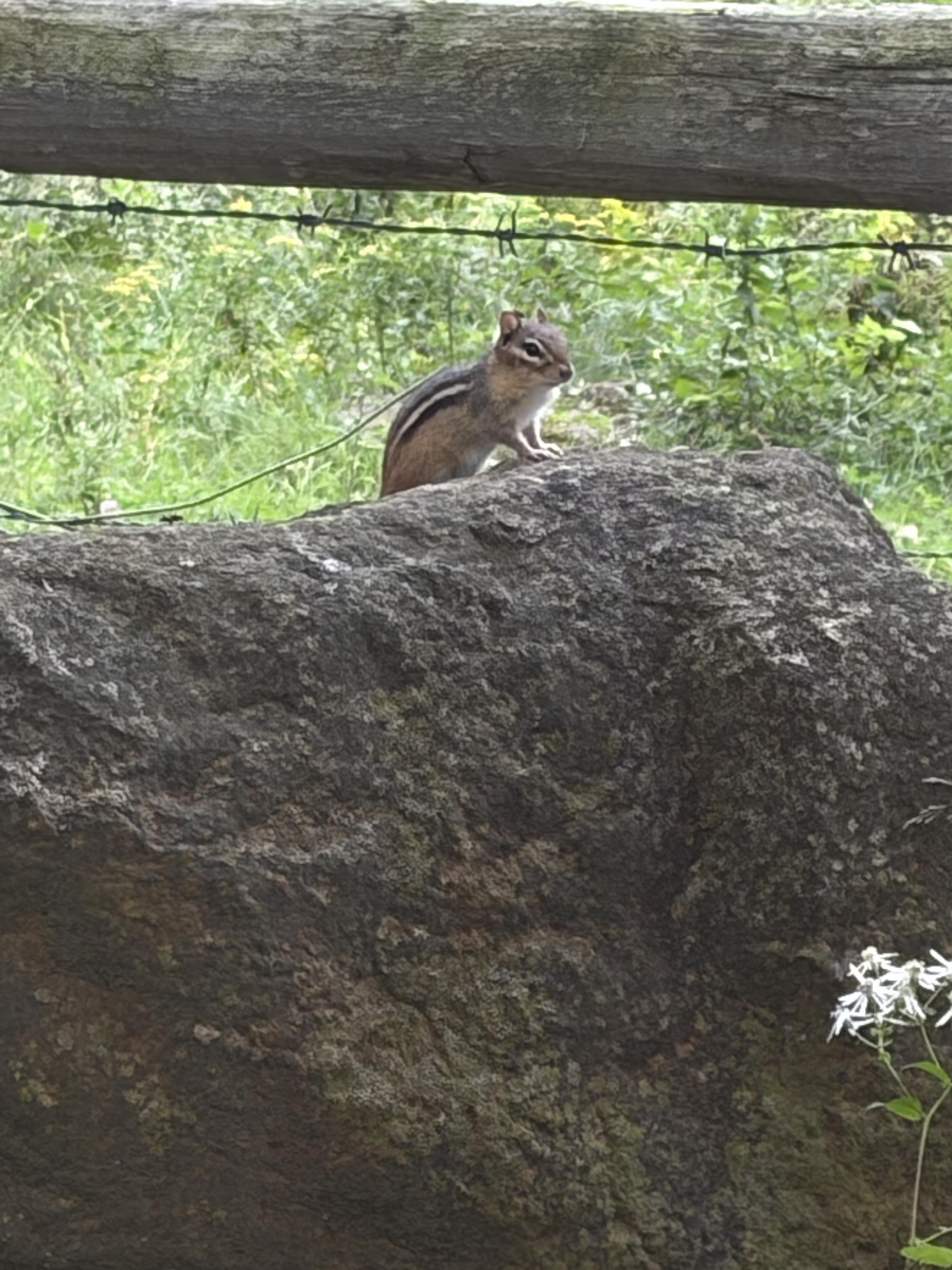 A chipmunk is perched on a large, textured rock. In the background, there is a wooden fence rail, some barbed wire, and green foliage.